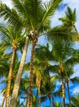 Tropische Palmen