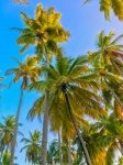 Tropische palmbomen