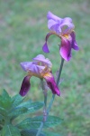 Two Purple Irises