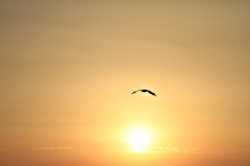 Flying at sunset