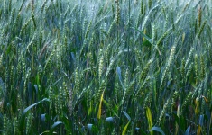 Pšeničné pole 2