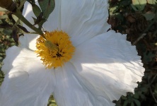 Biały i żółty kwiat