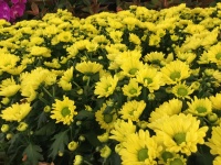 Żółte kwiaty 02