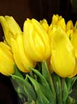 Sárga tavaszi tulipánok