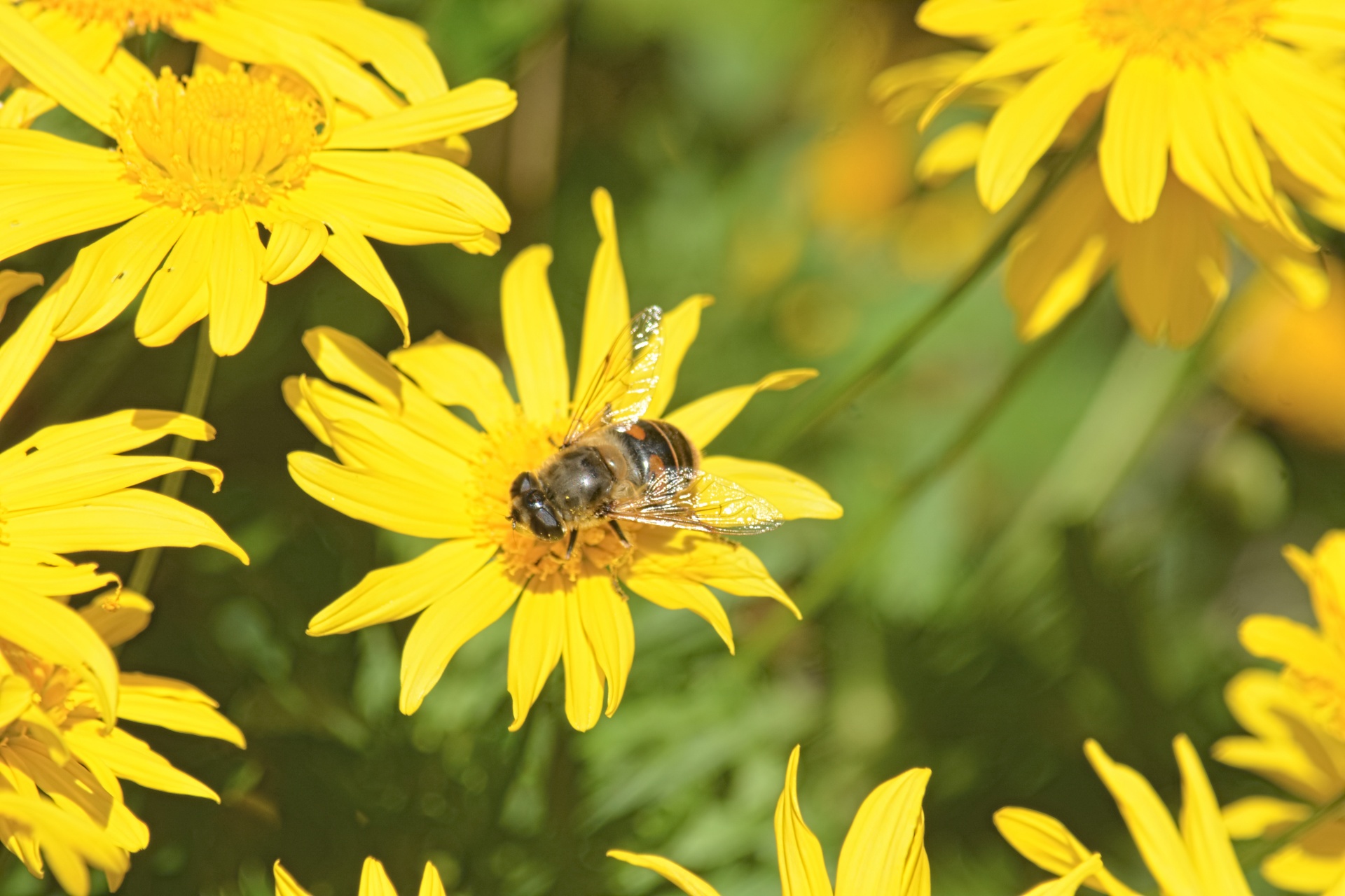 Bee e polline