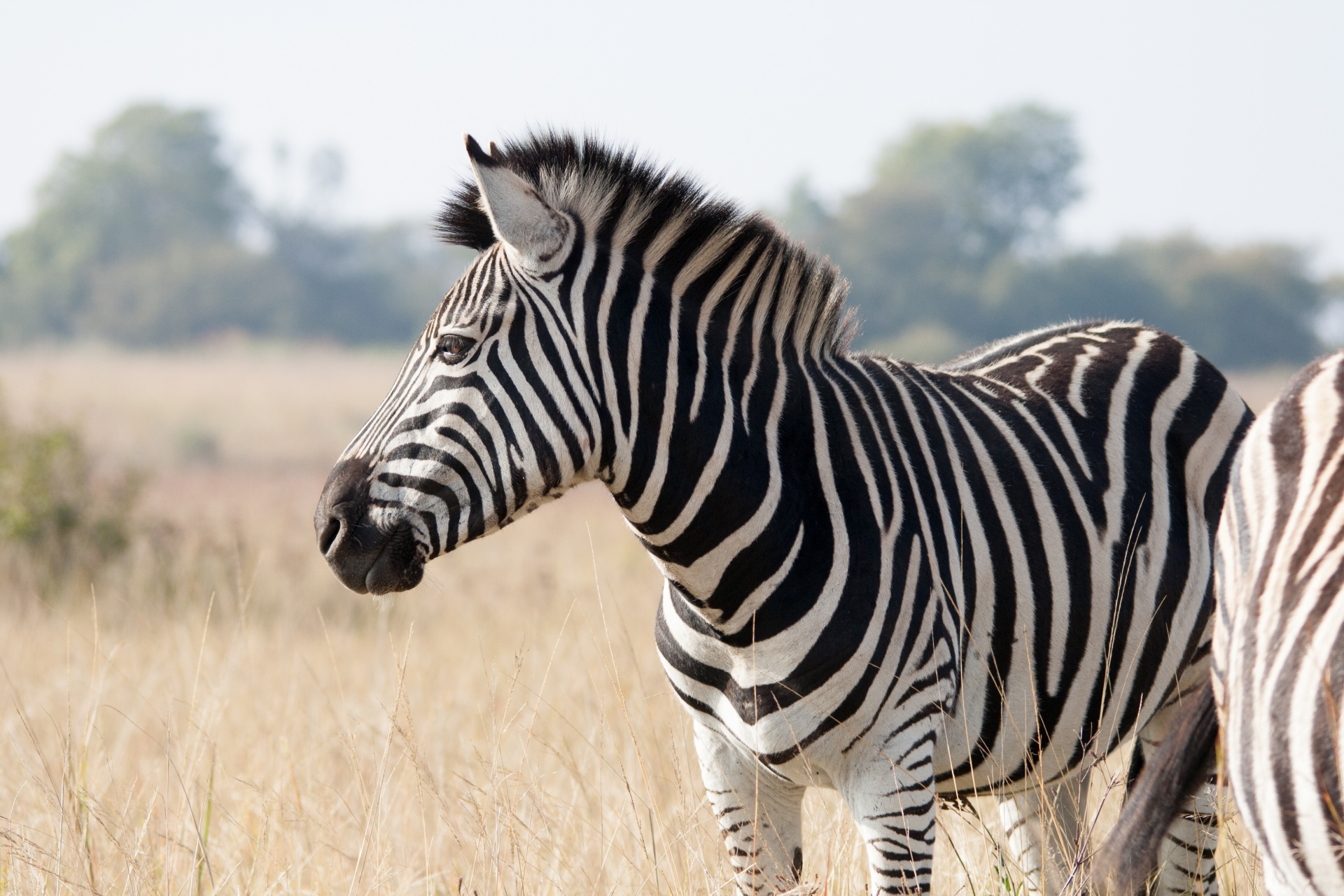 Zebra avviso