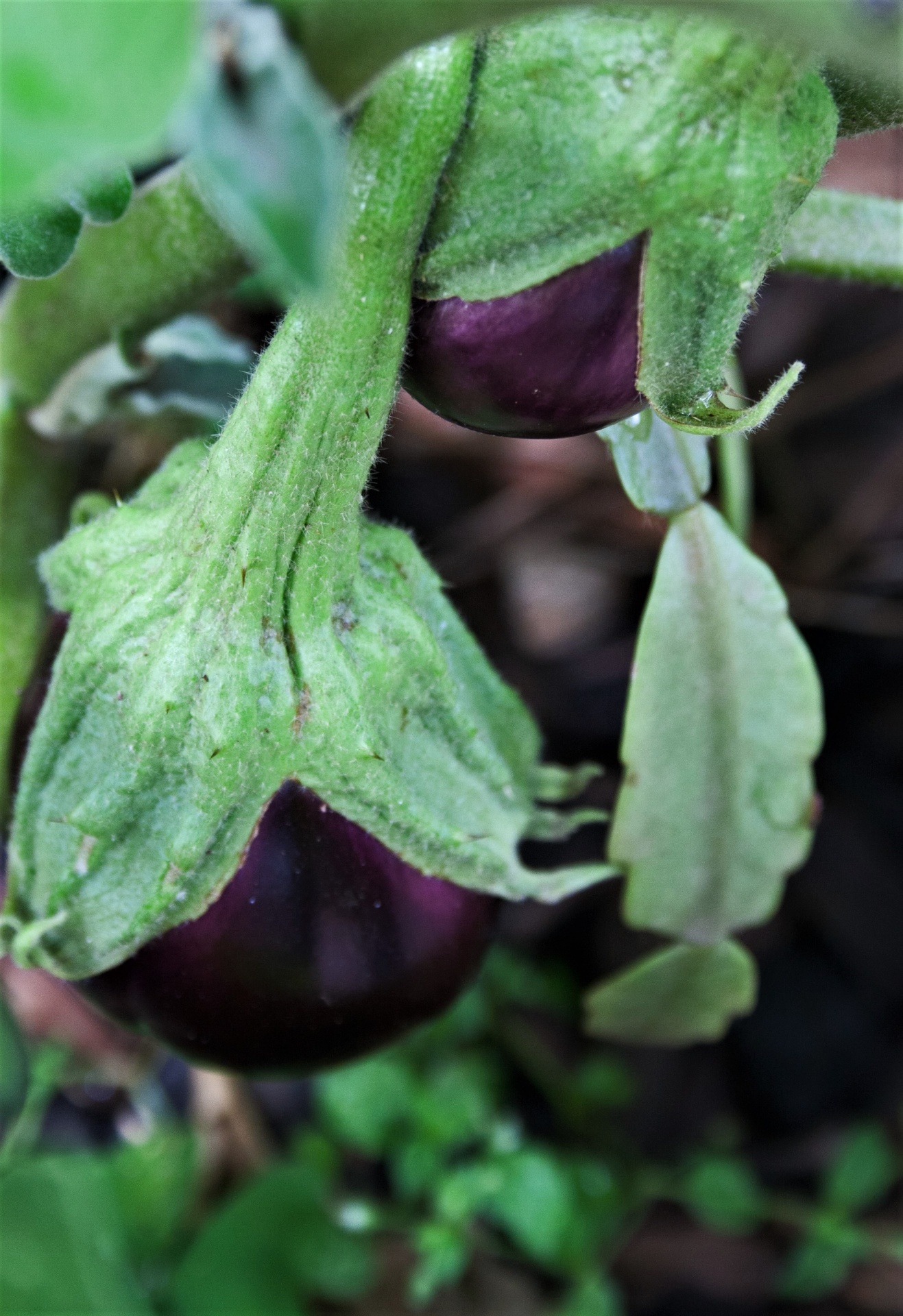 Fruits aubergine sur les plantes