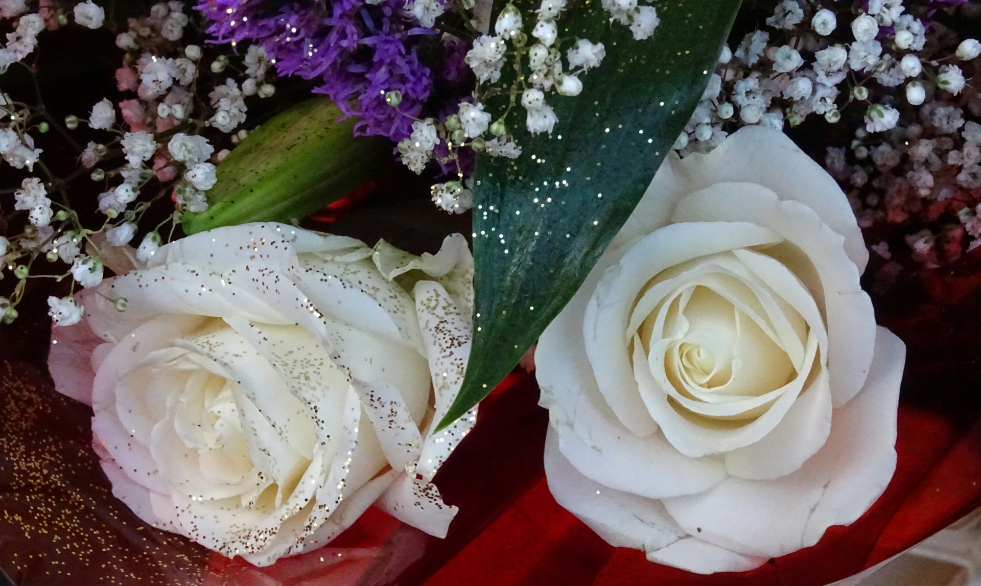 美丽的白玫瑰