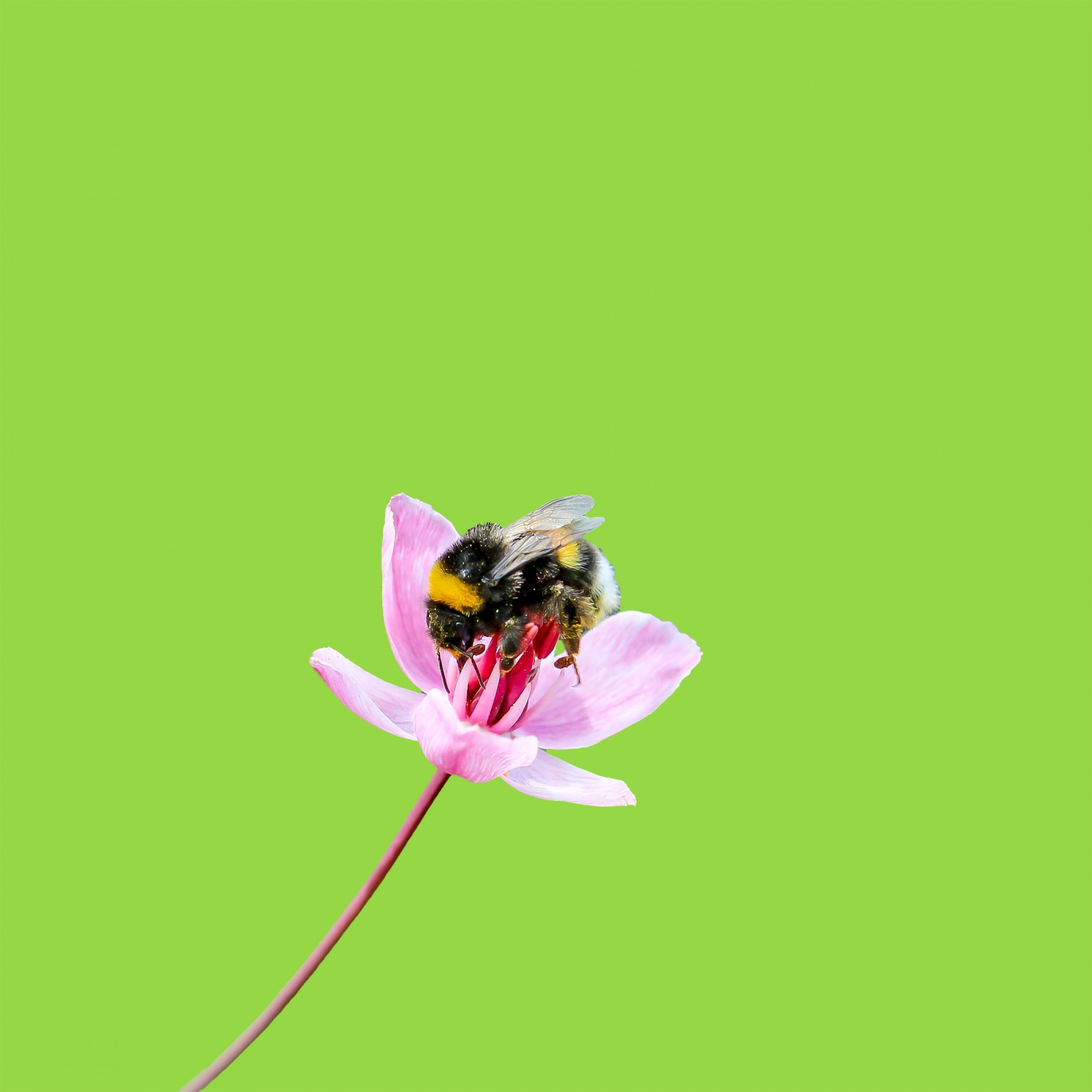 蜜蜂在粉红色的花