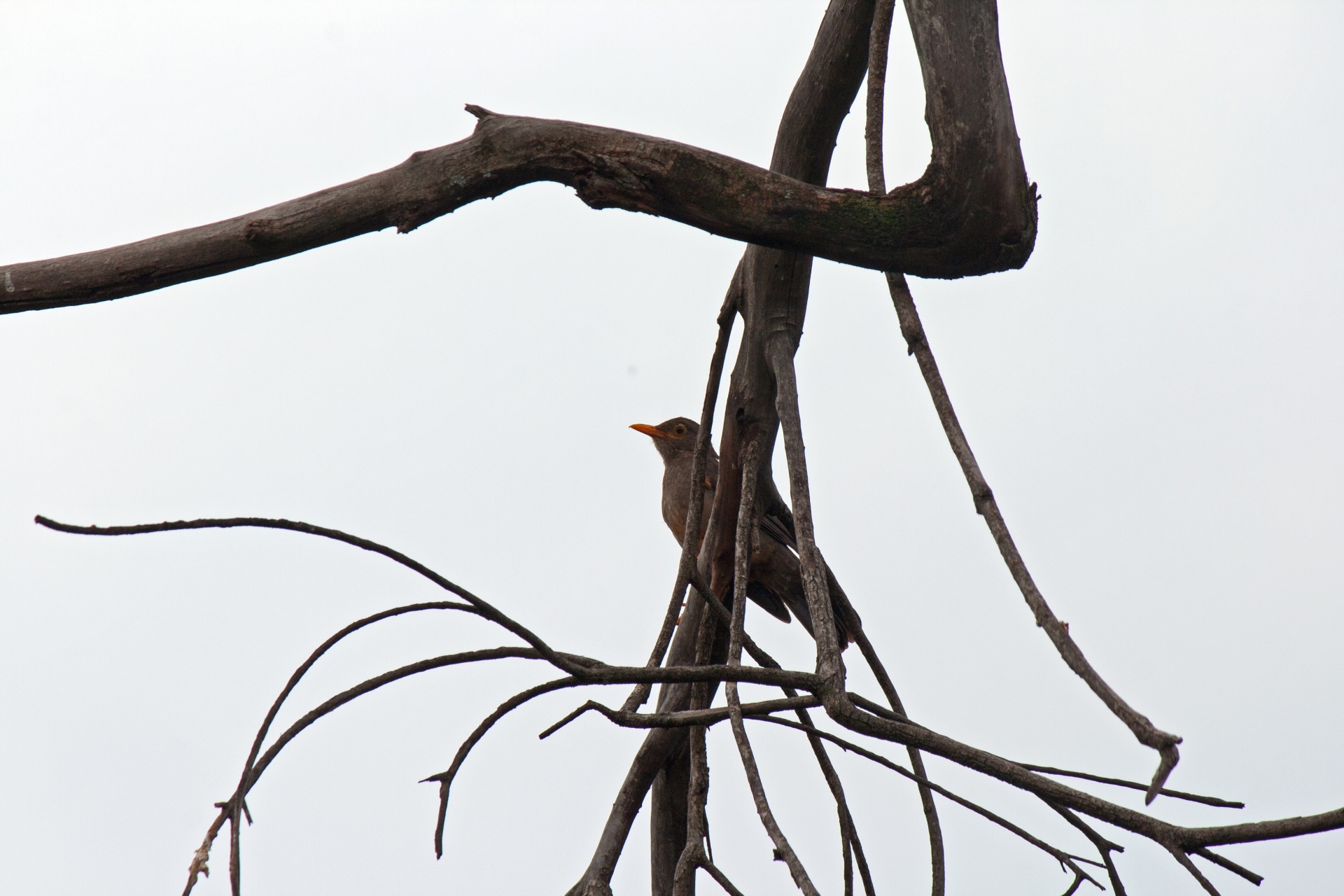 Uccello appollaiato sul ramo