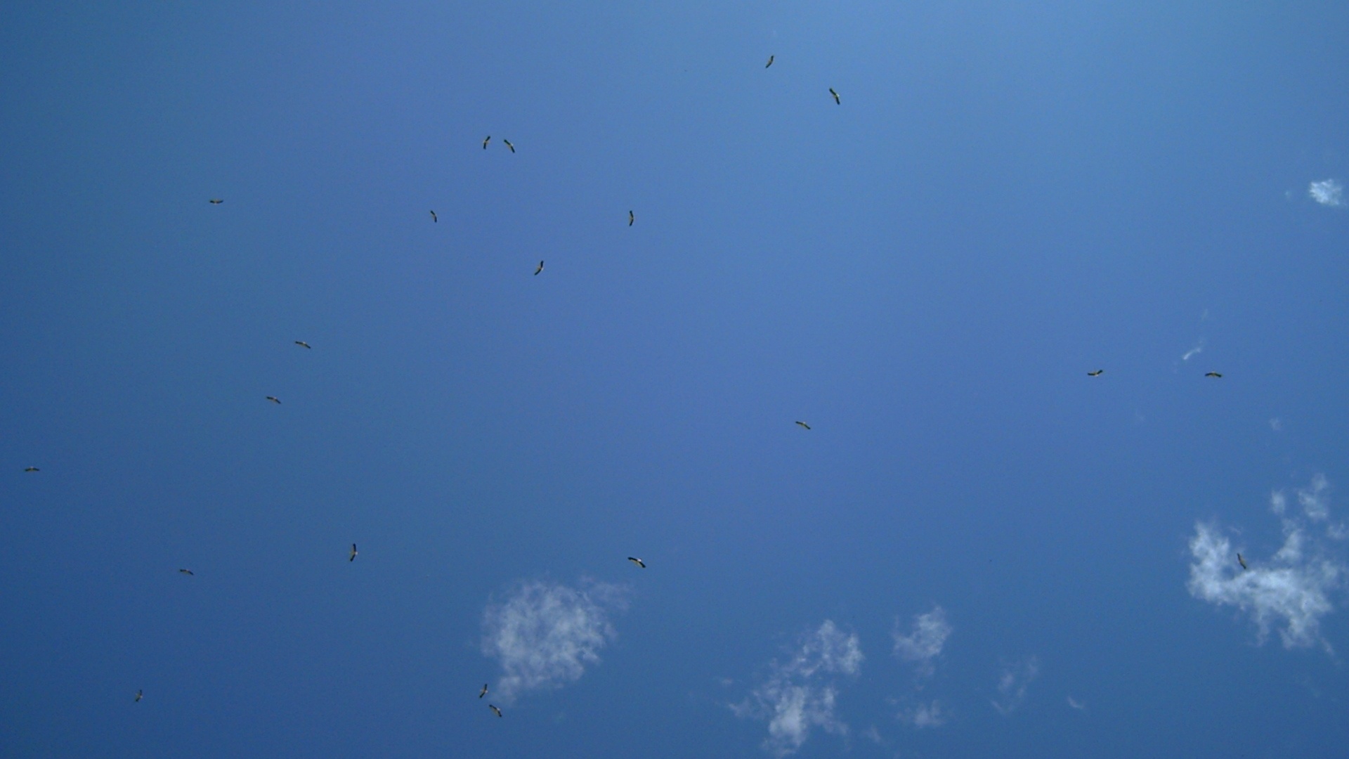 Fåglar högt på himlen