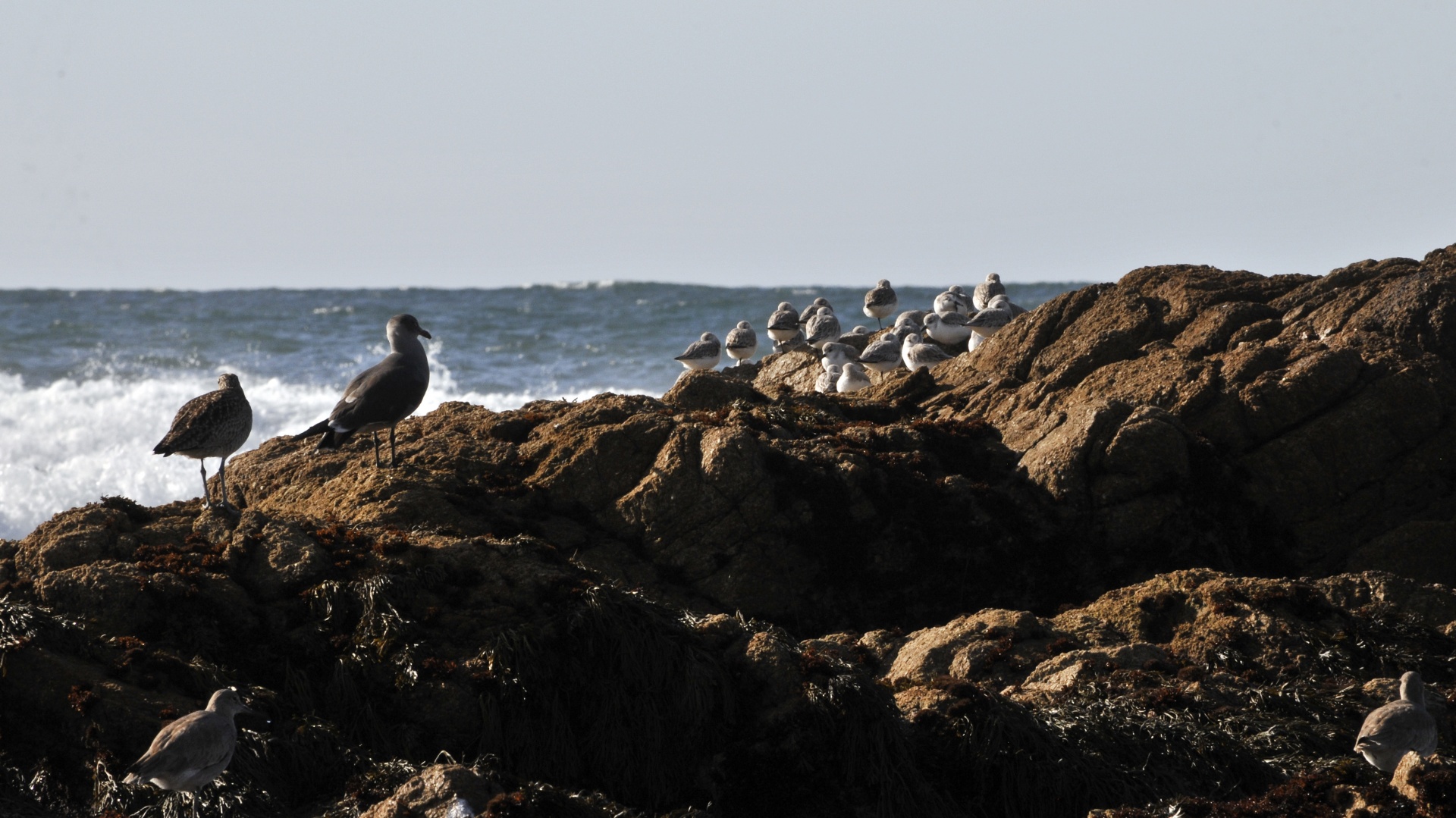 Uccelli su roccia in mare