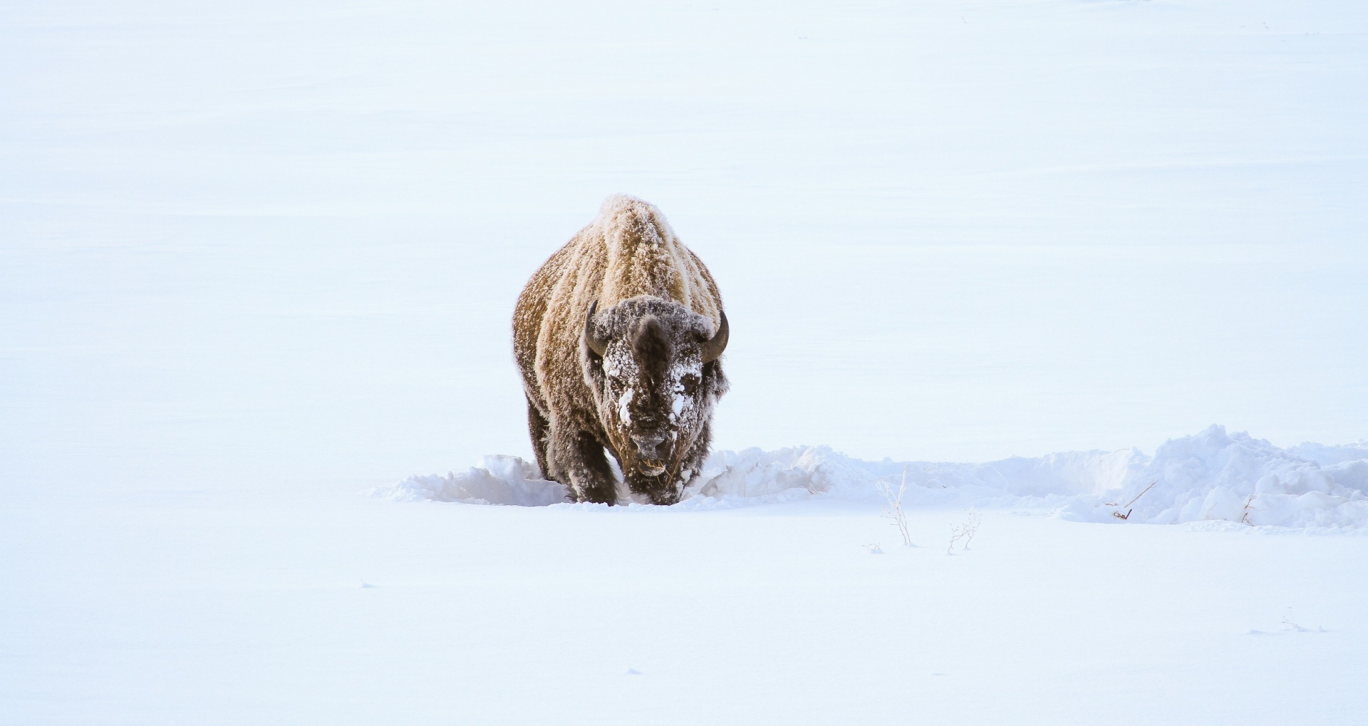 野牛在雪地里