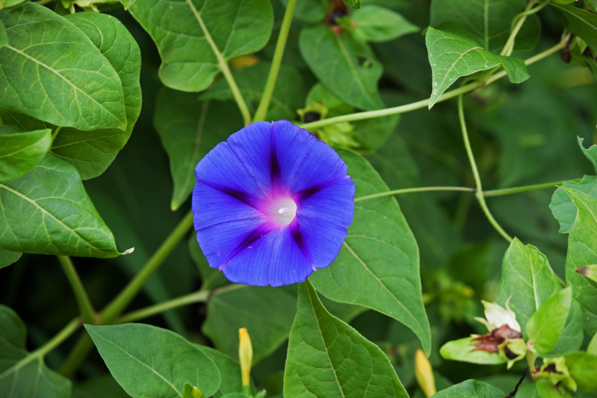 Blue Morning Glory Flower Free Stock Photo - Public Domain Pictures