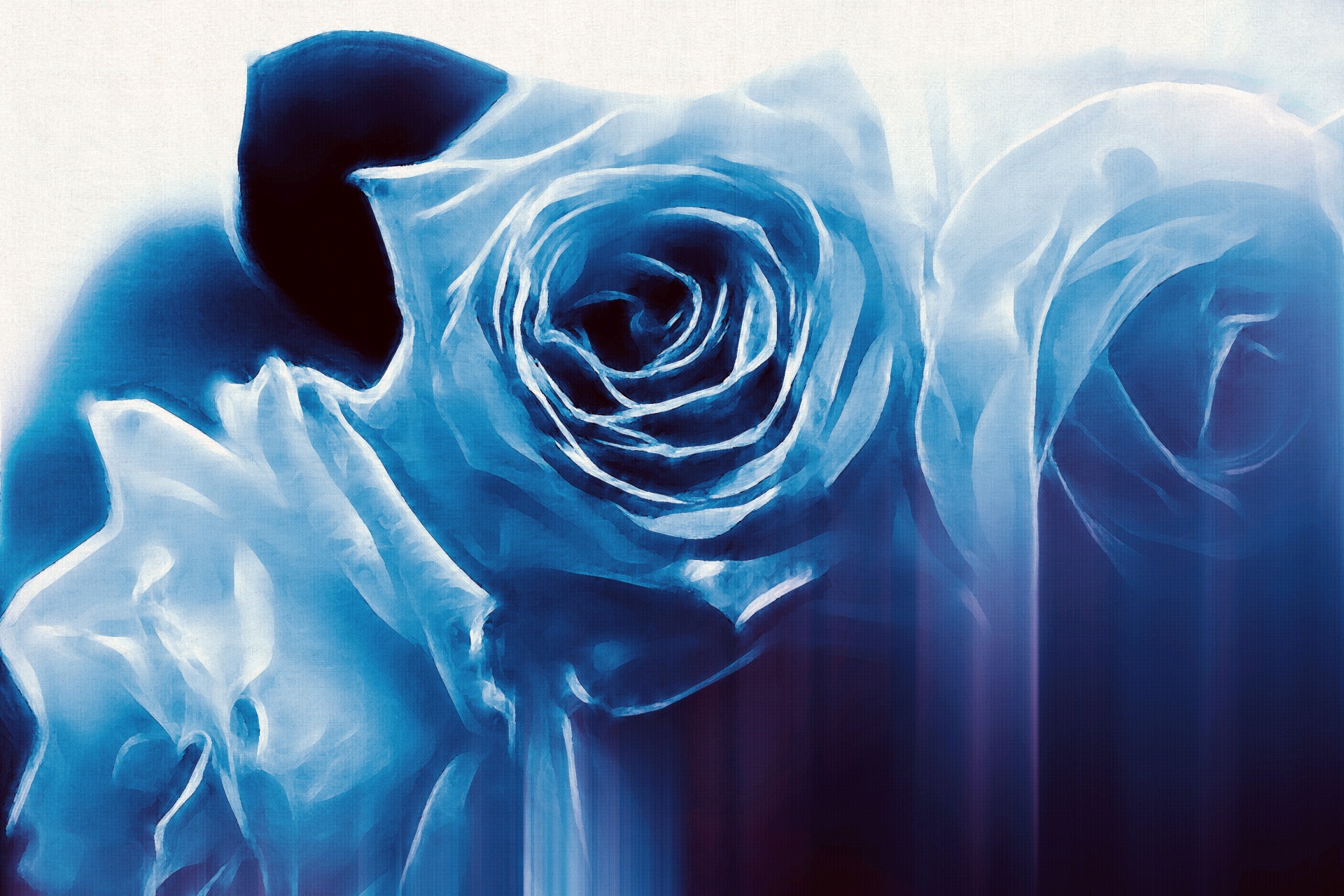 Trandafiri albastru 2