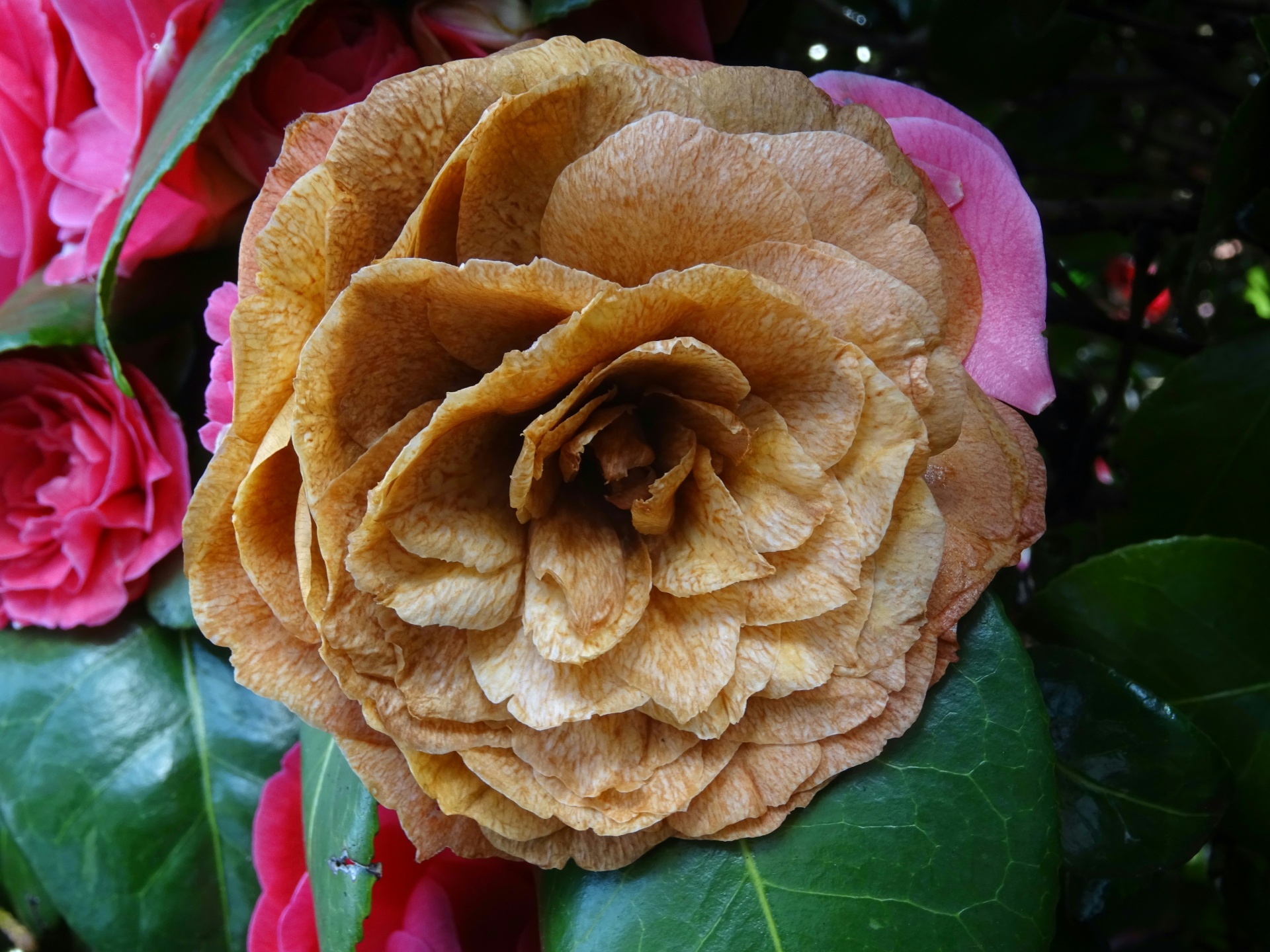 布朗玫瑰灌木花