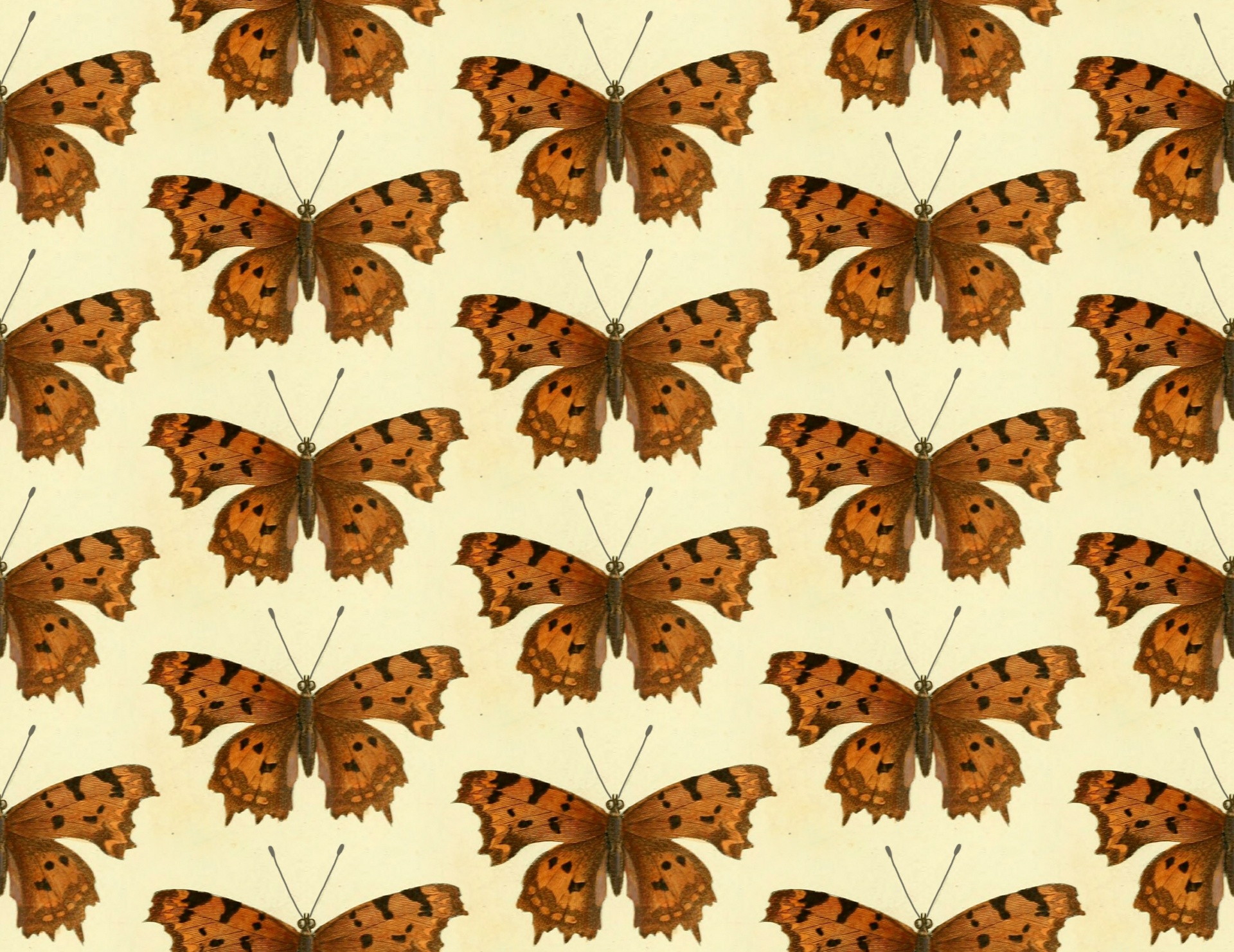 Farfalle
