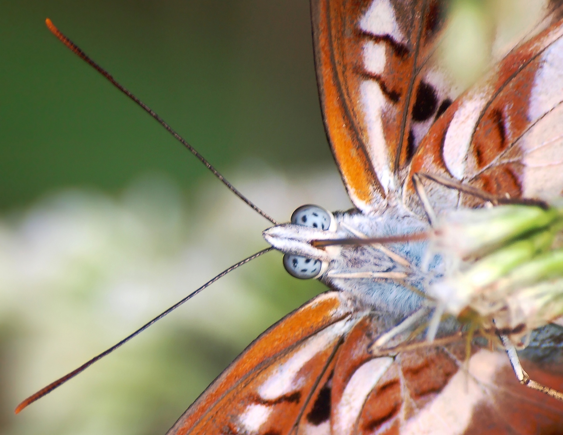 Butterfly Close-up