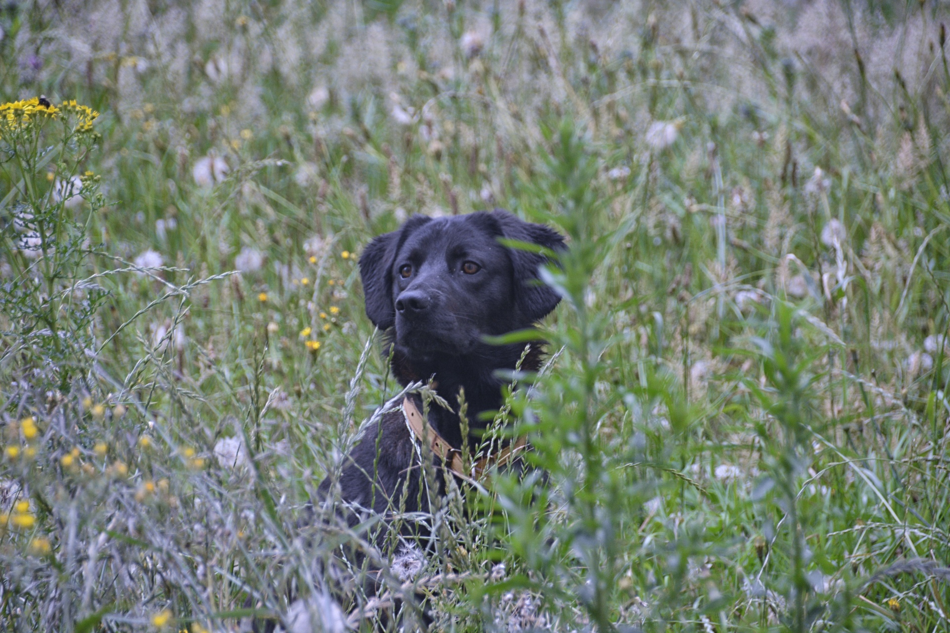 Cane, Labrador retriever
