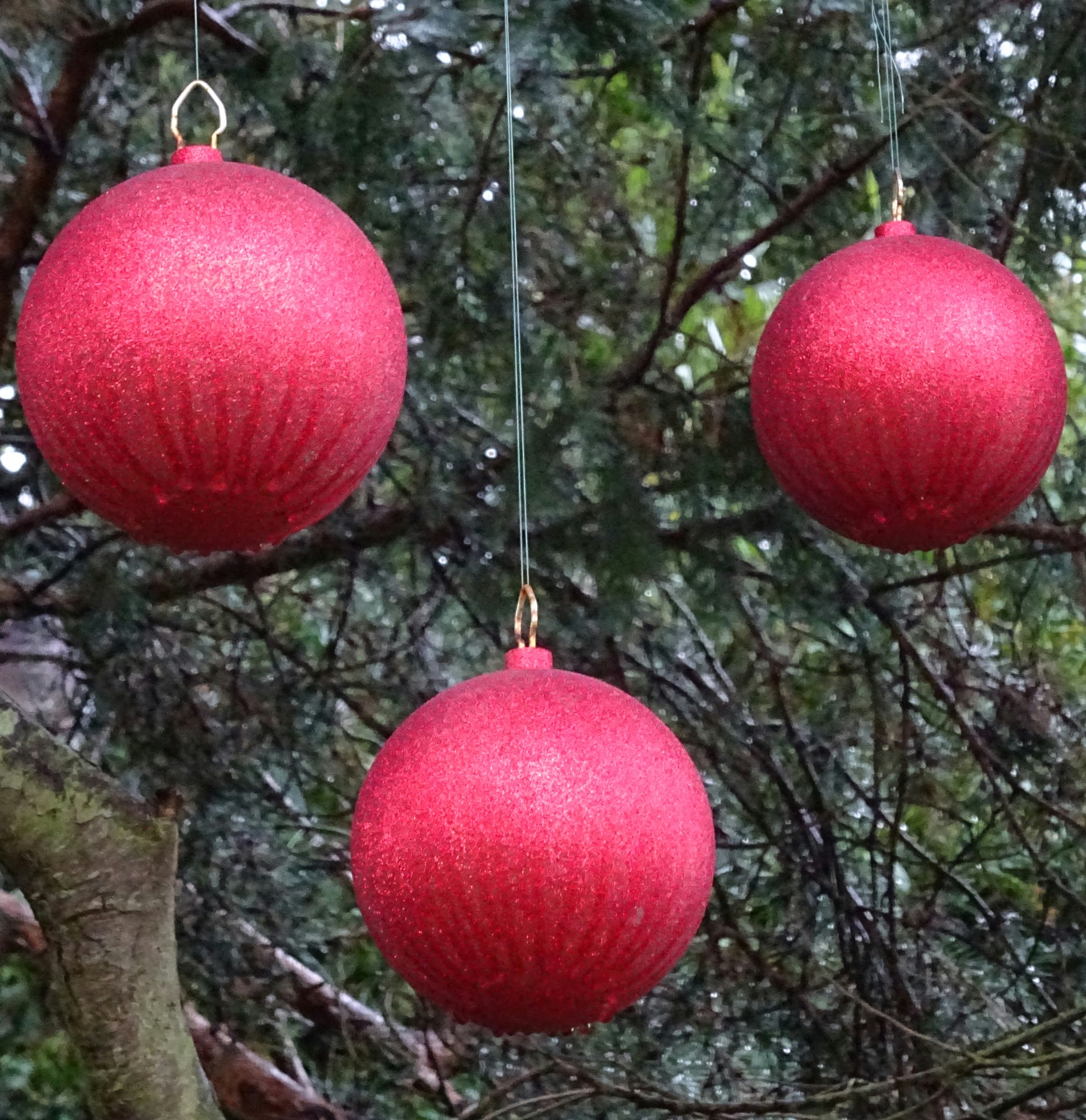 圣诞装饰品在树上