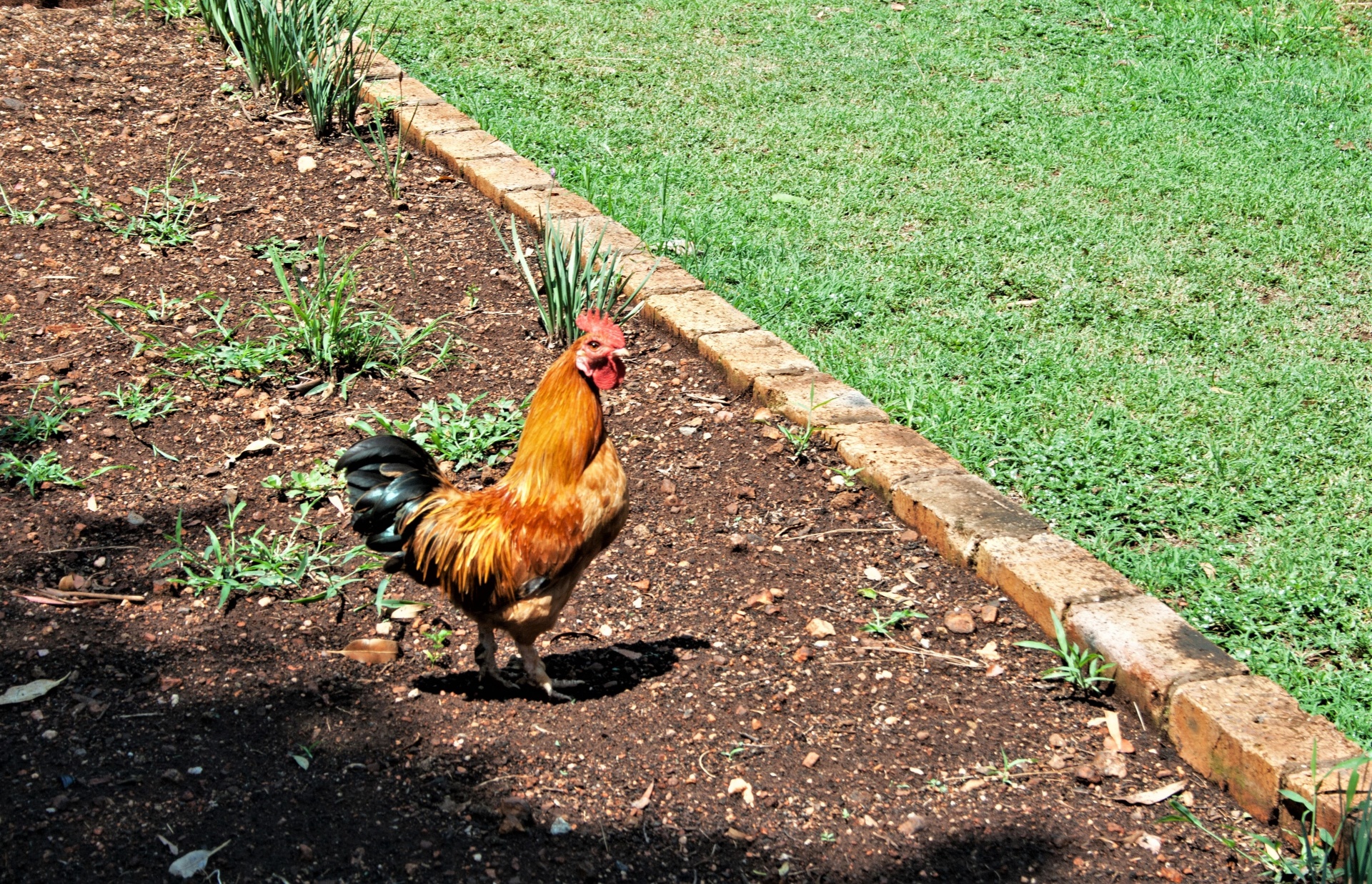 公鸡在一个花园