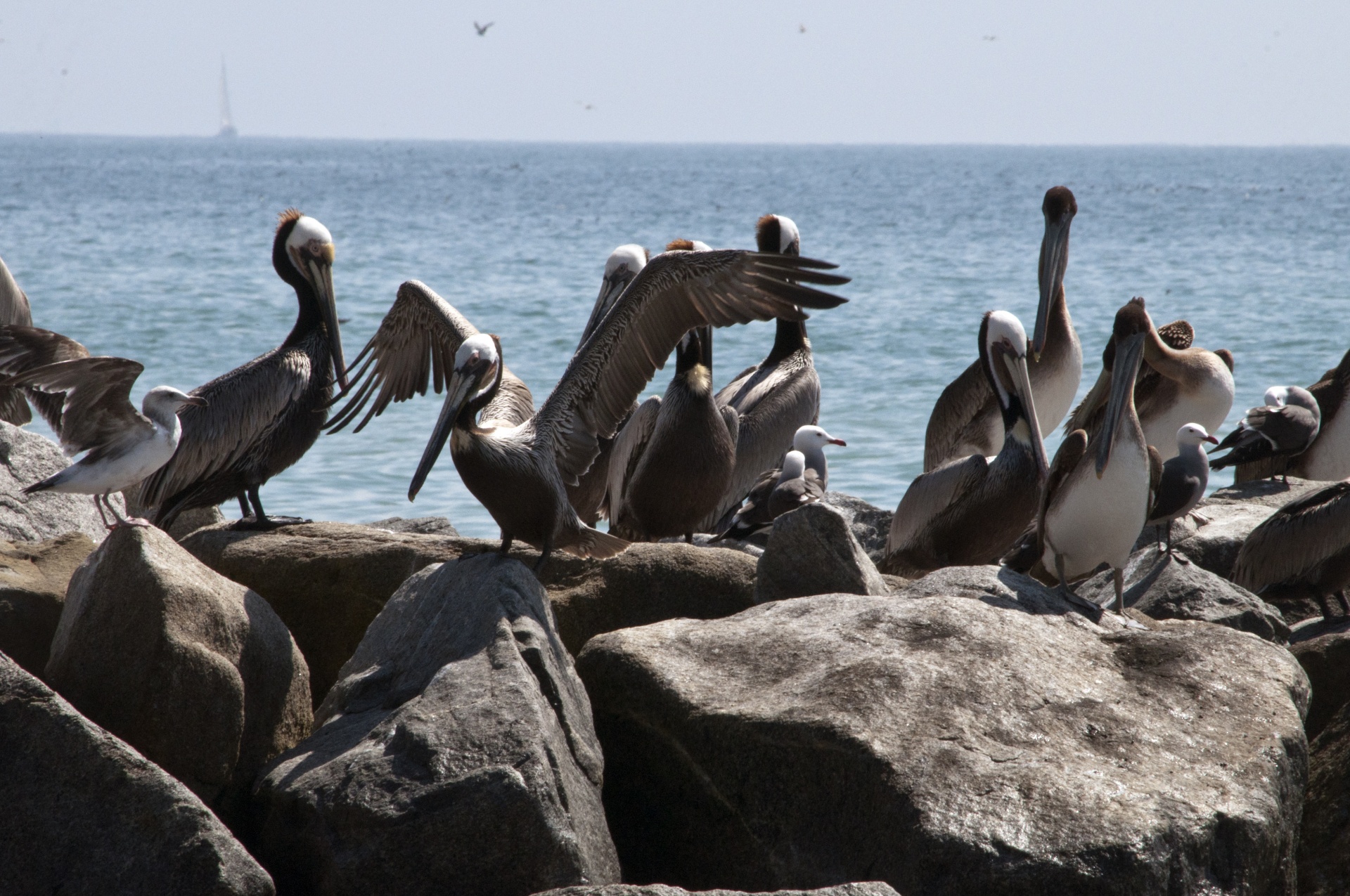 Colônia de pelicanos