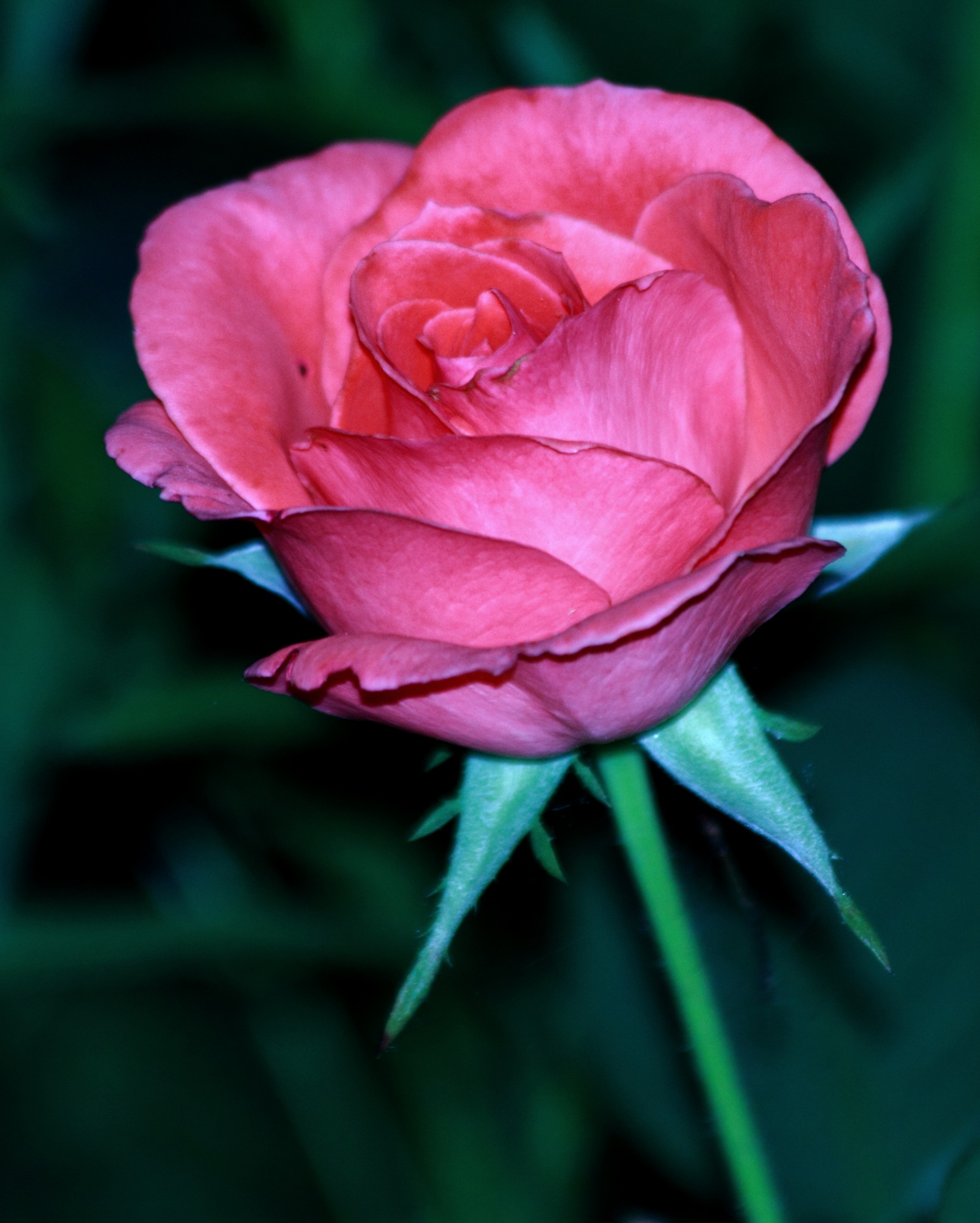 暗粉红玫瑰