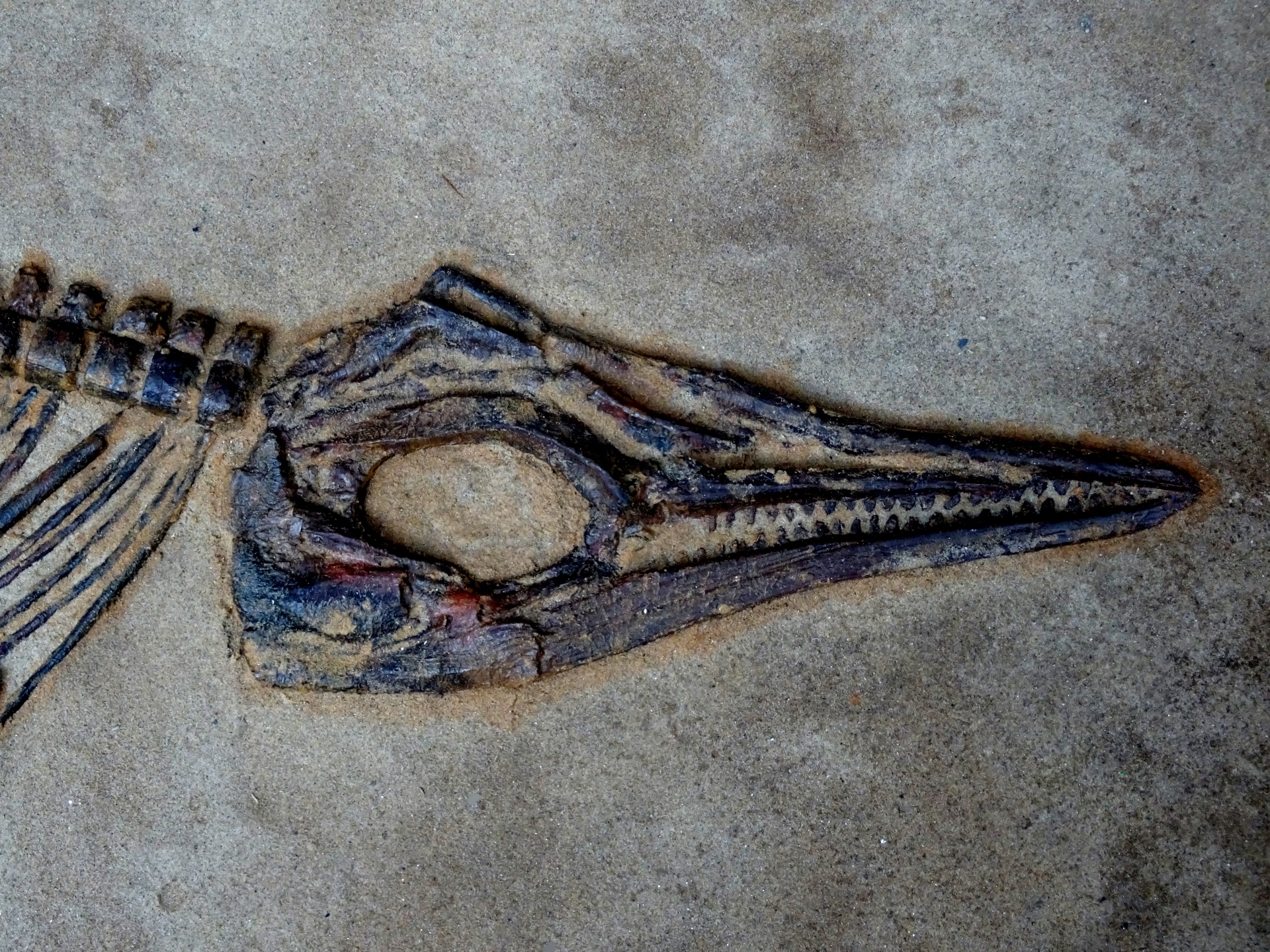 恐龙头骨沙子