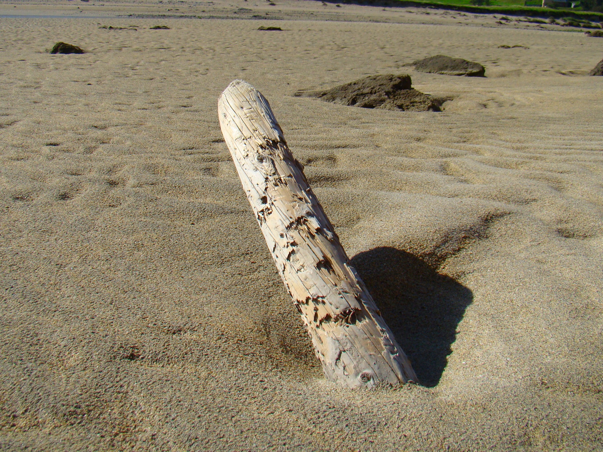 Deriva legno sulla spiaggia