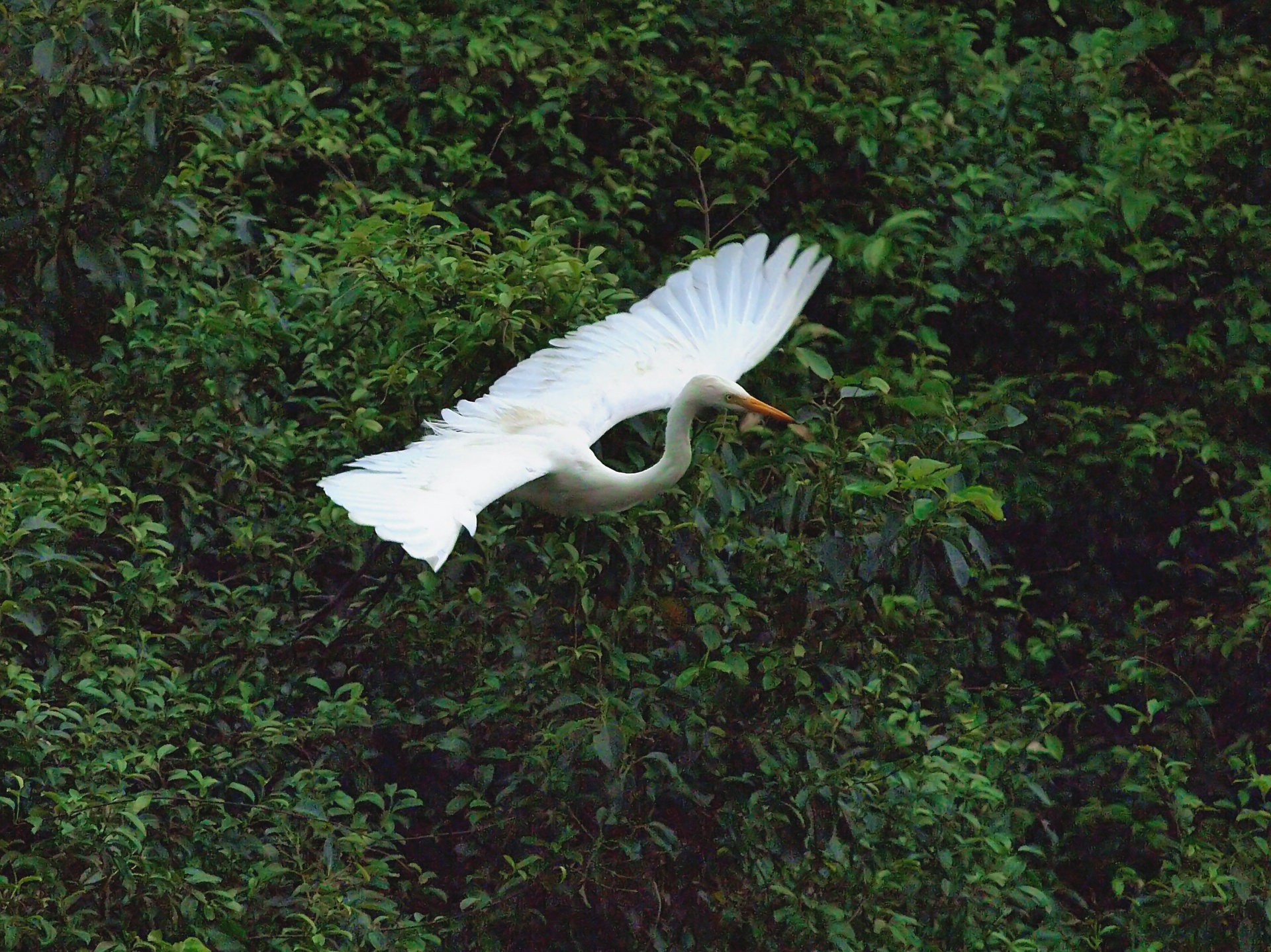 Egret no vôo