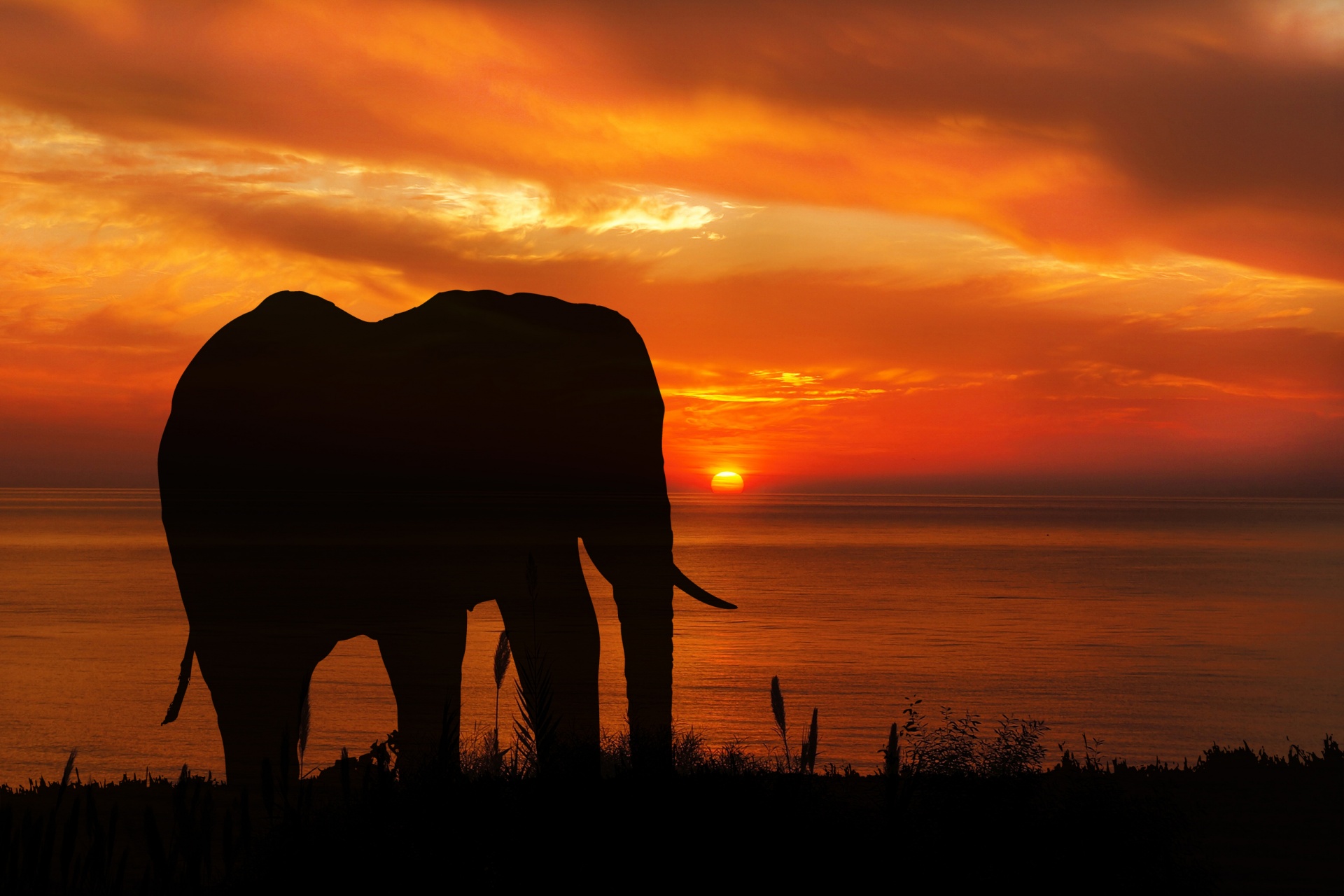 Elefant Apus de soare siluetă