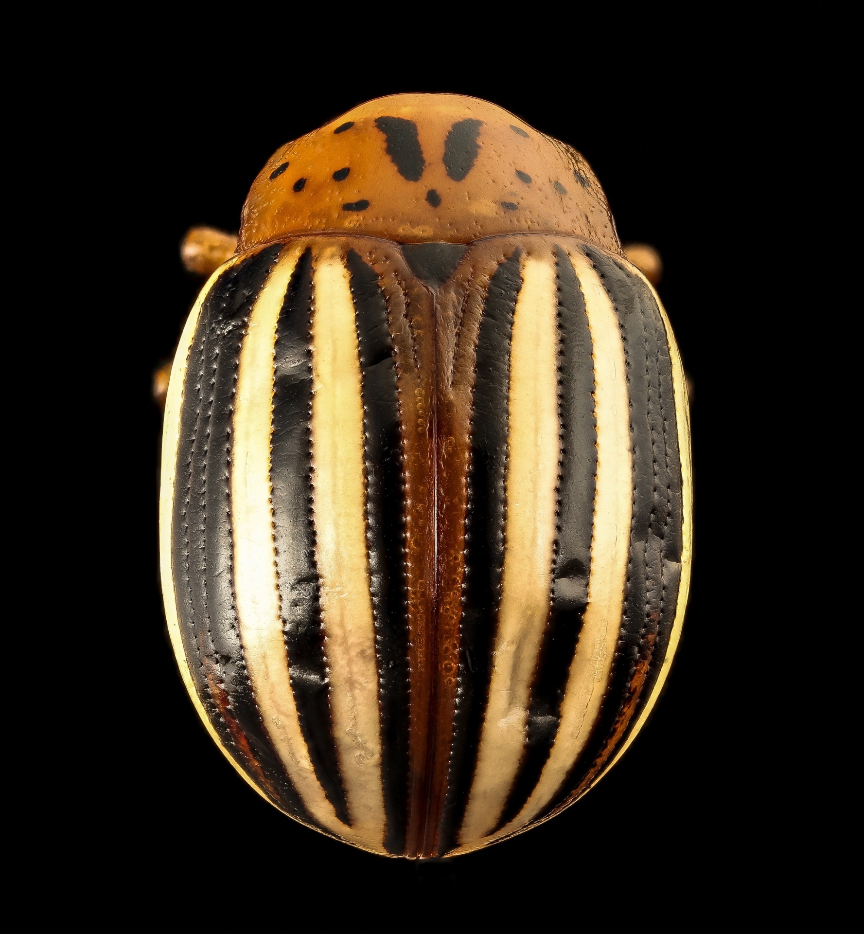 Falso Beetle Potato Close Up