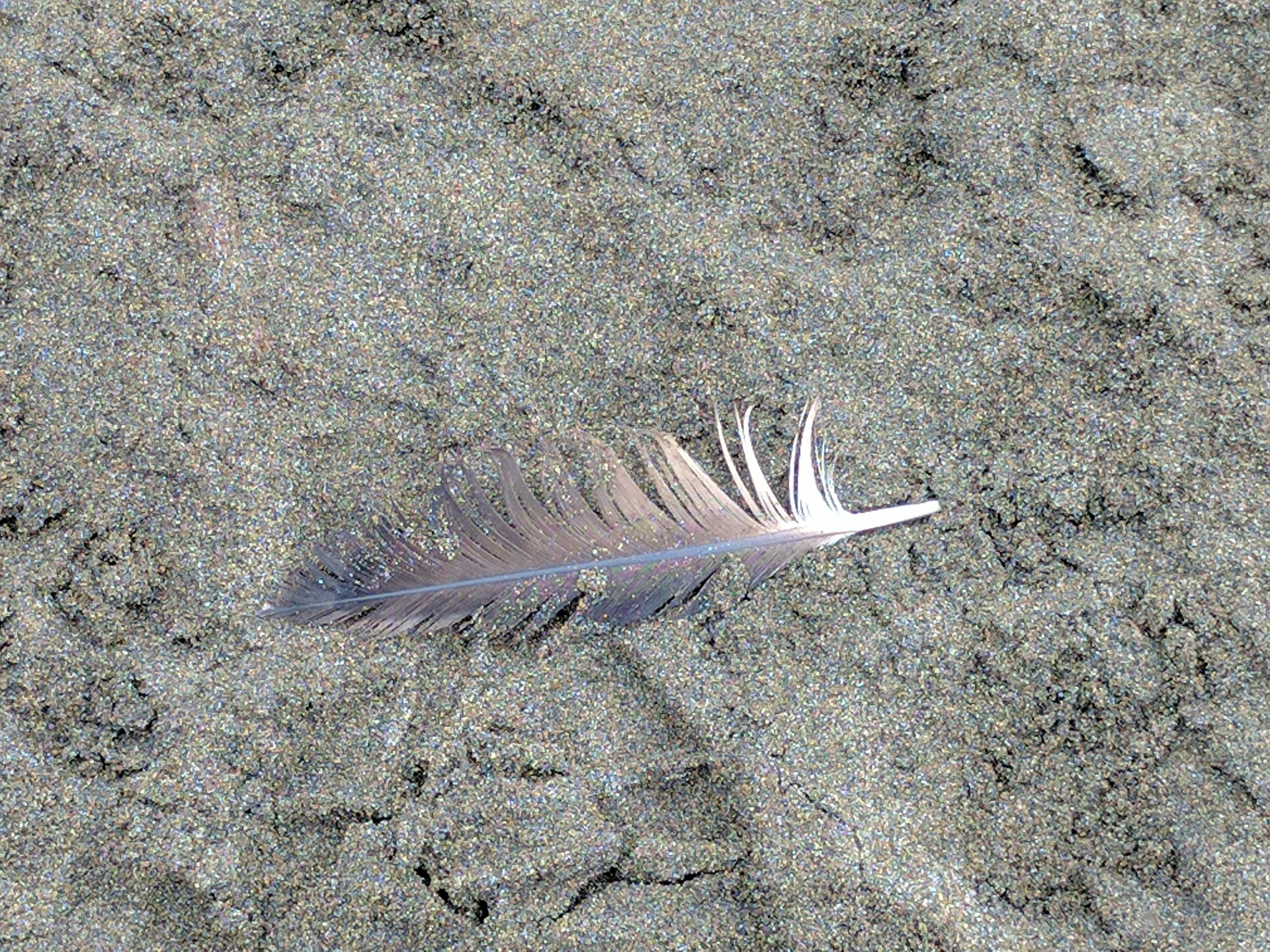 羽毛在沙