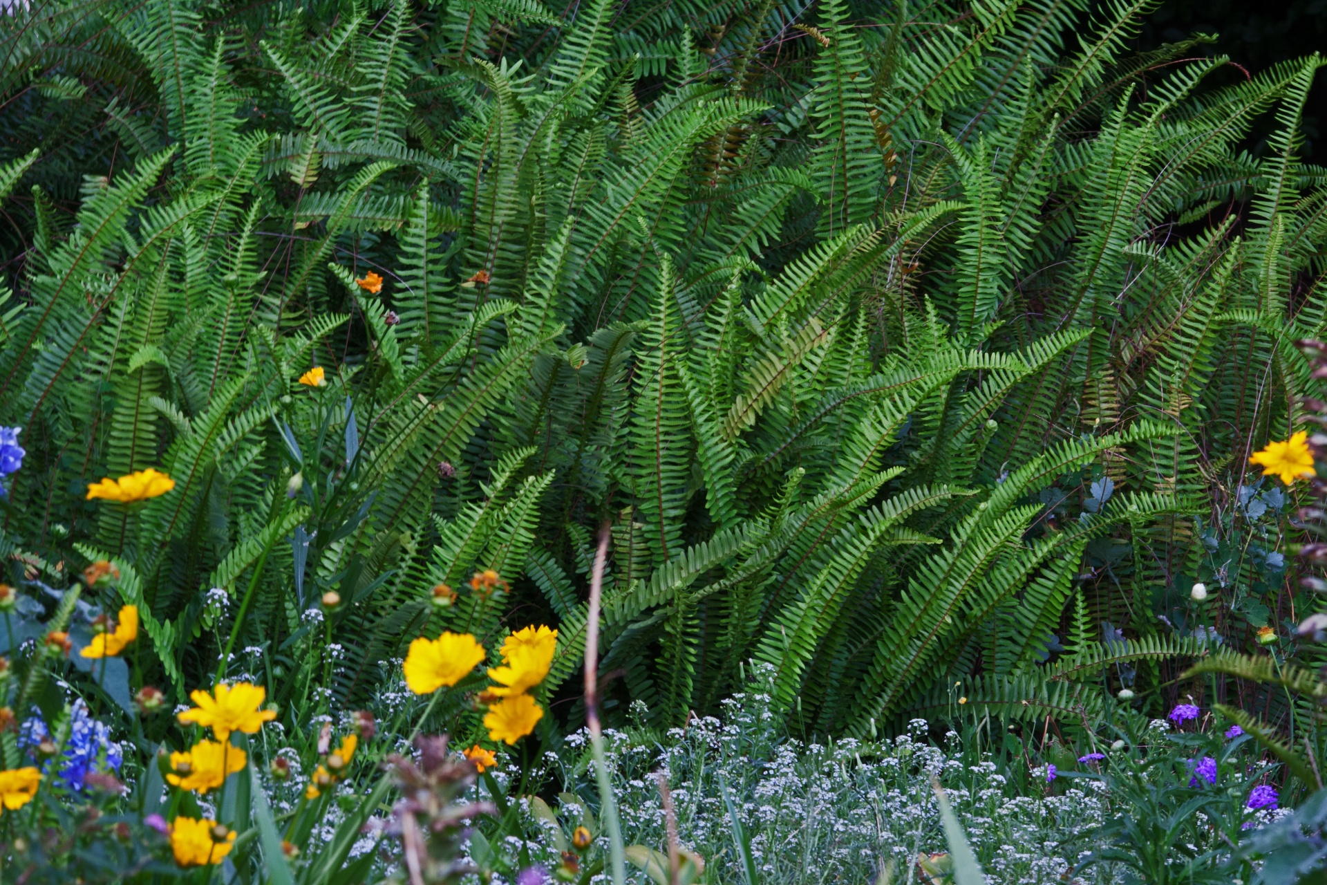 Ormbunkar i en trädgård
