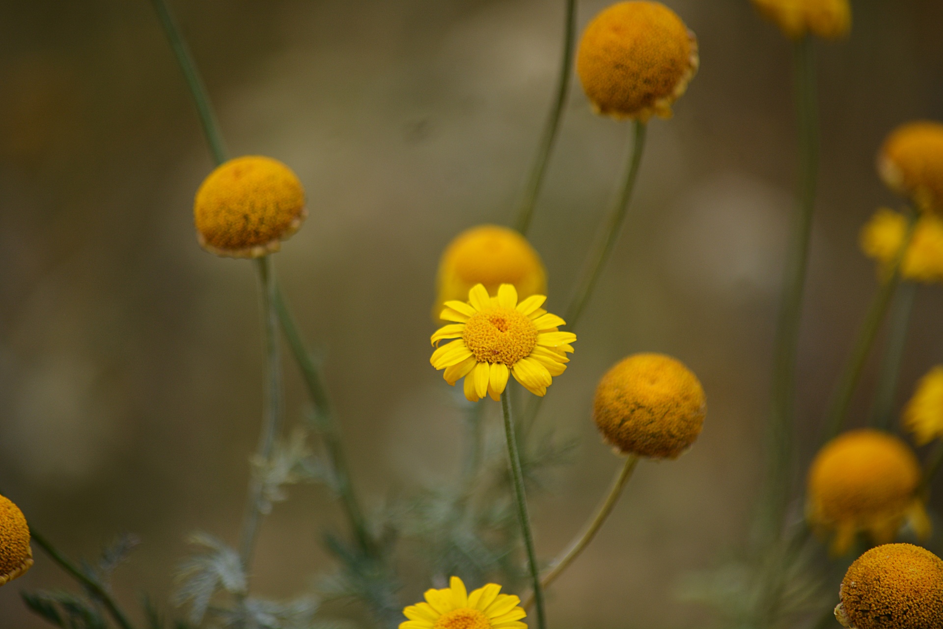 Palle di fiori gialli