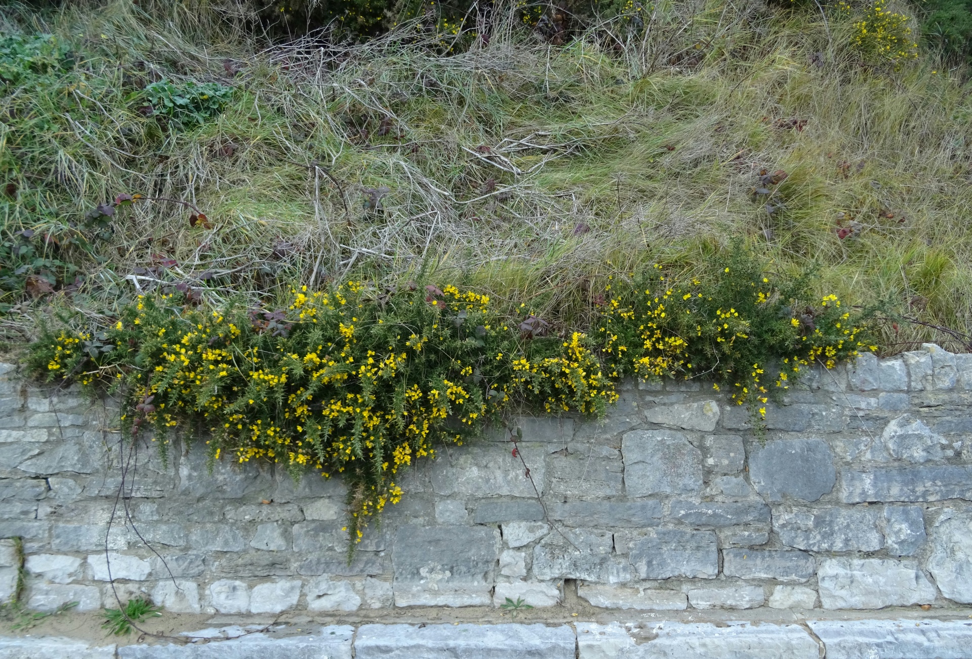 Flora appendere su un muro