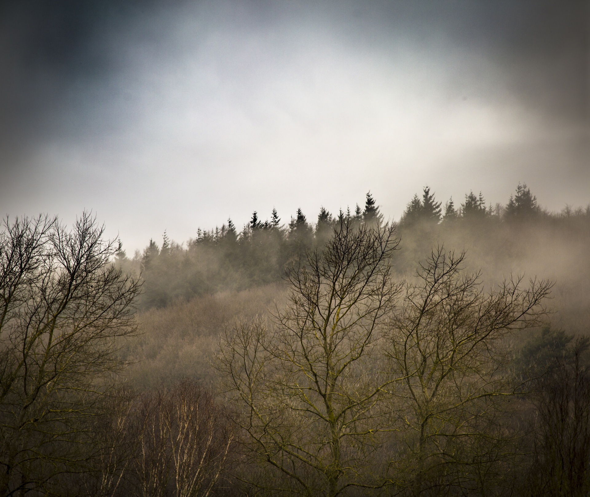 Foggy foresta