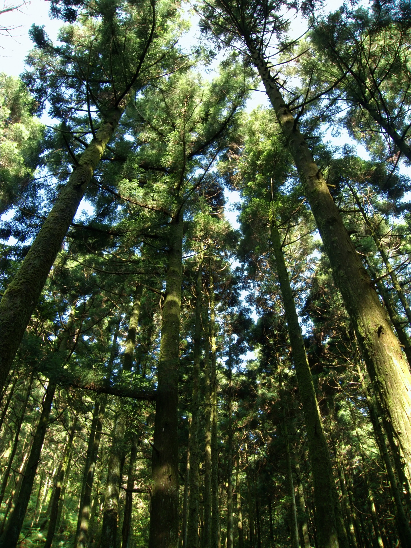 Foresta in Yangmingshan