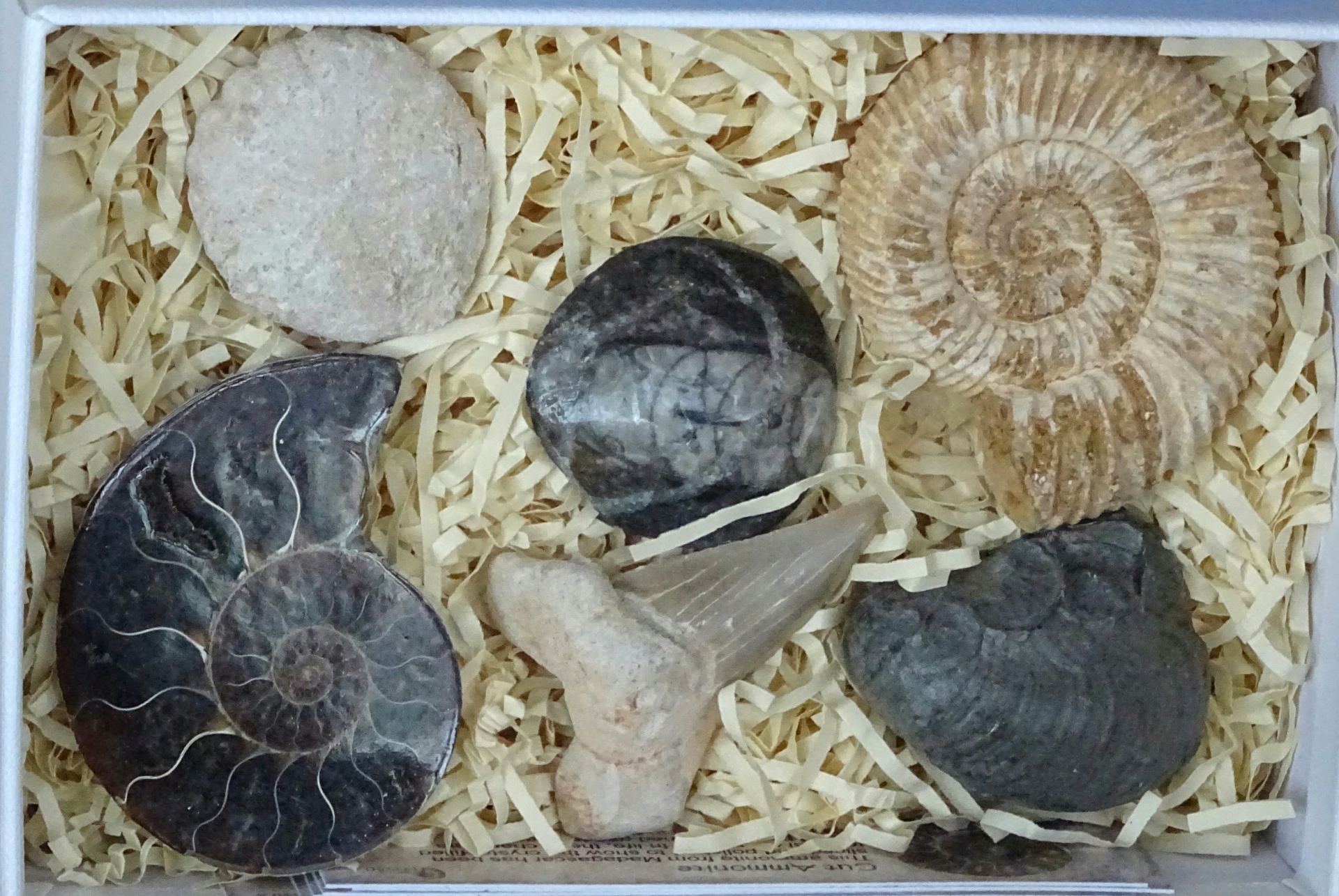 化石在一个盒子