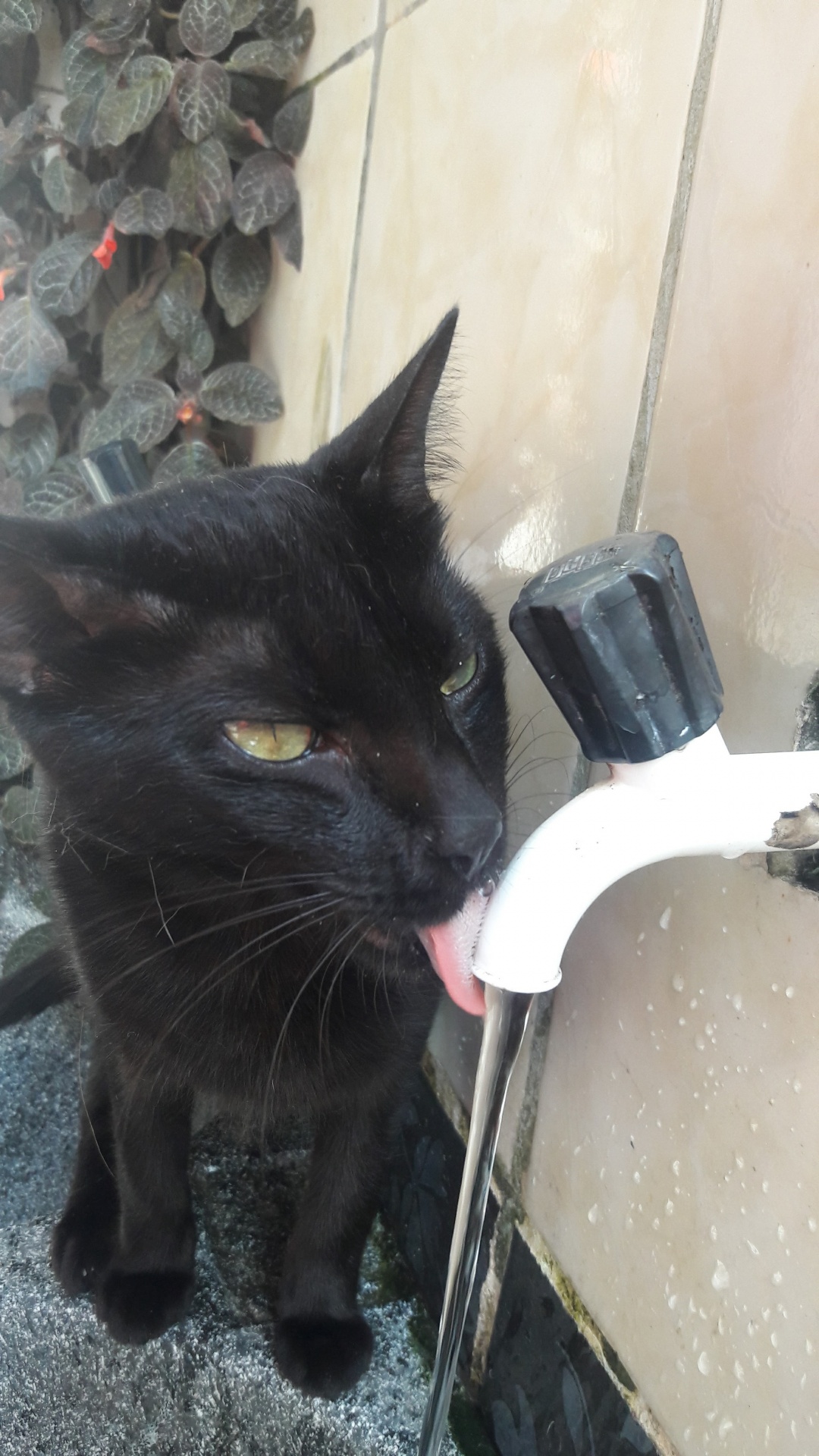 猫饮用水
