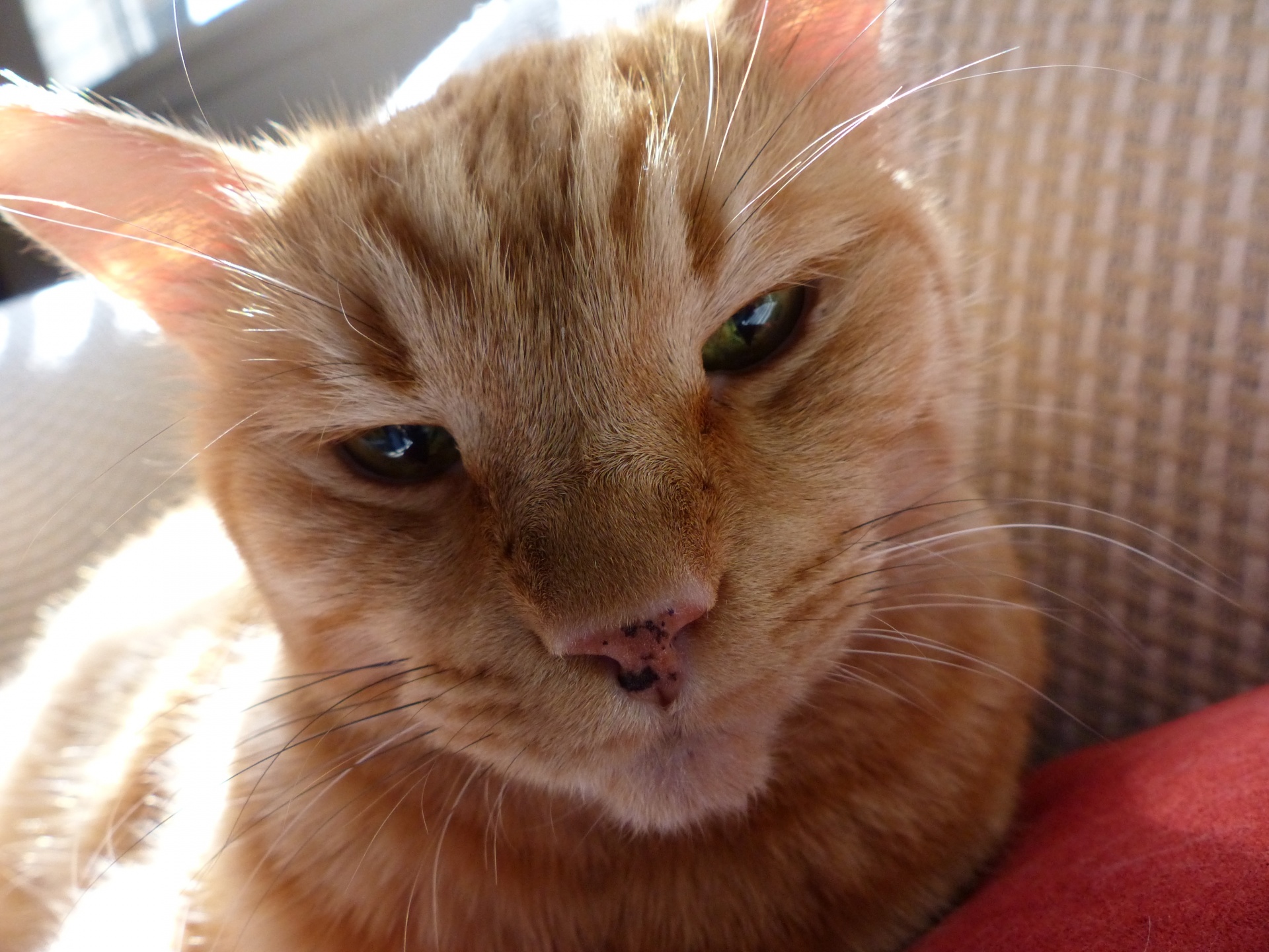 Ginger fronte del gatto