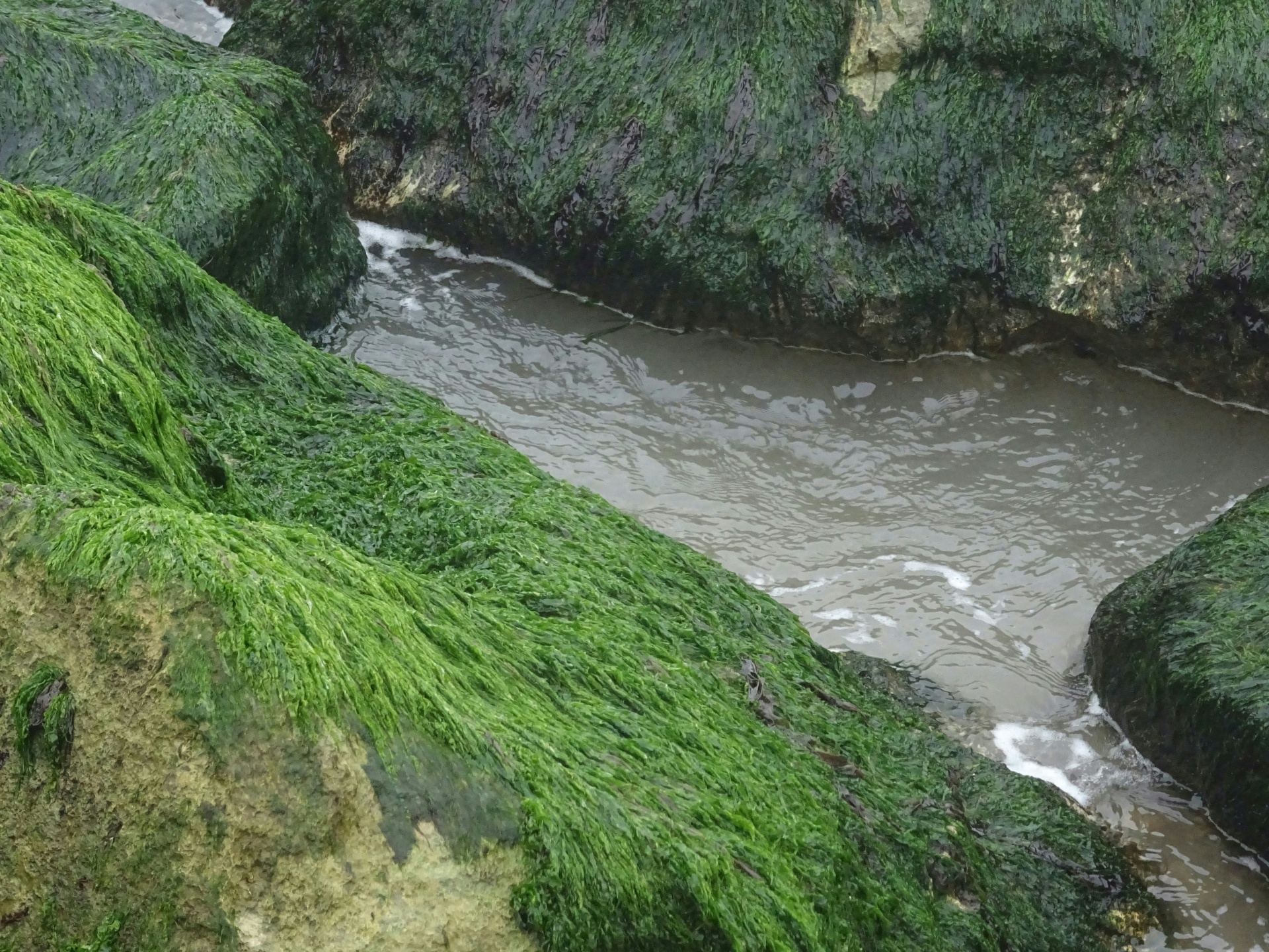 绿色藻类海洋岩石