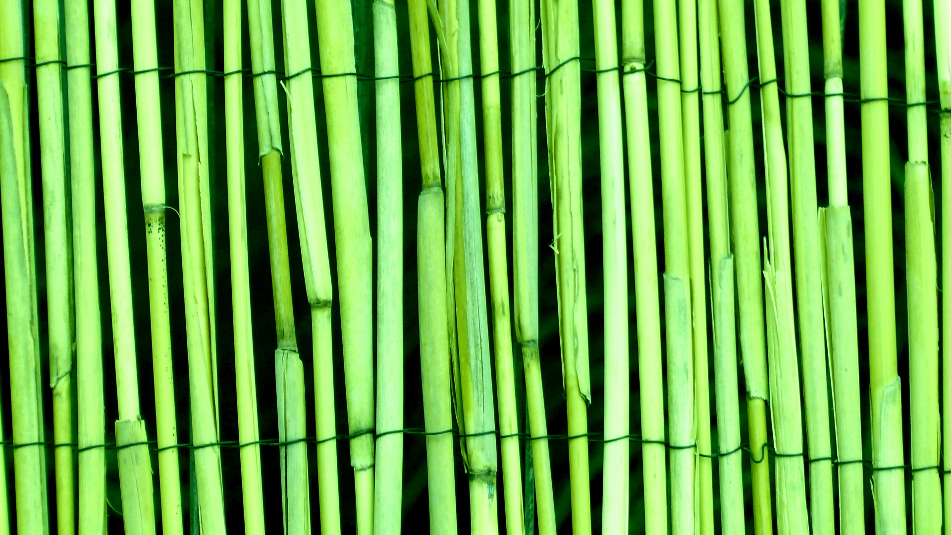 Sfondo verde di legno di bambù