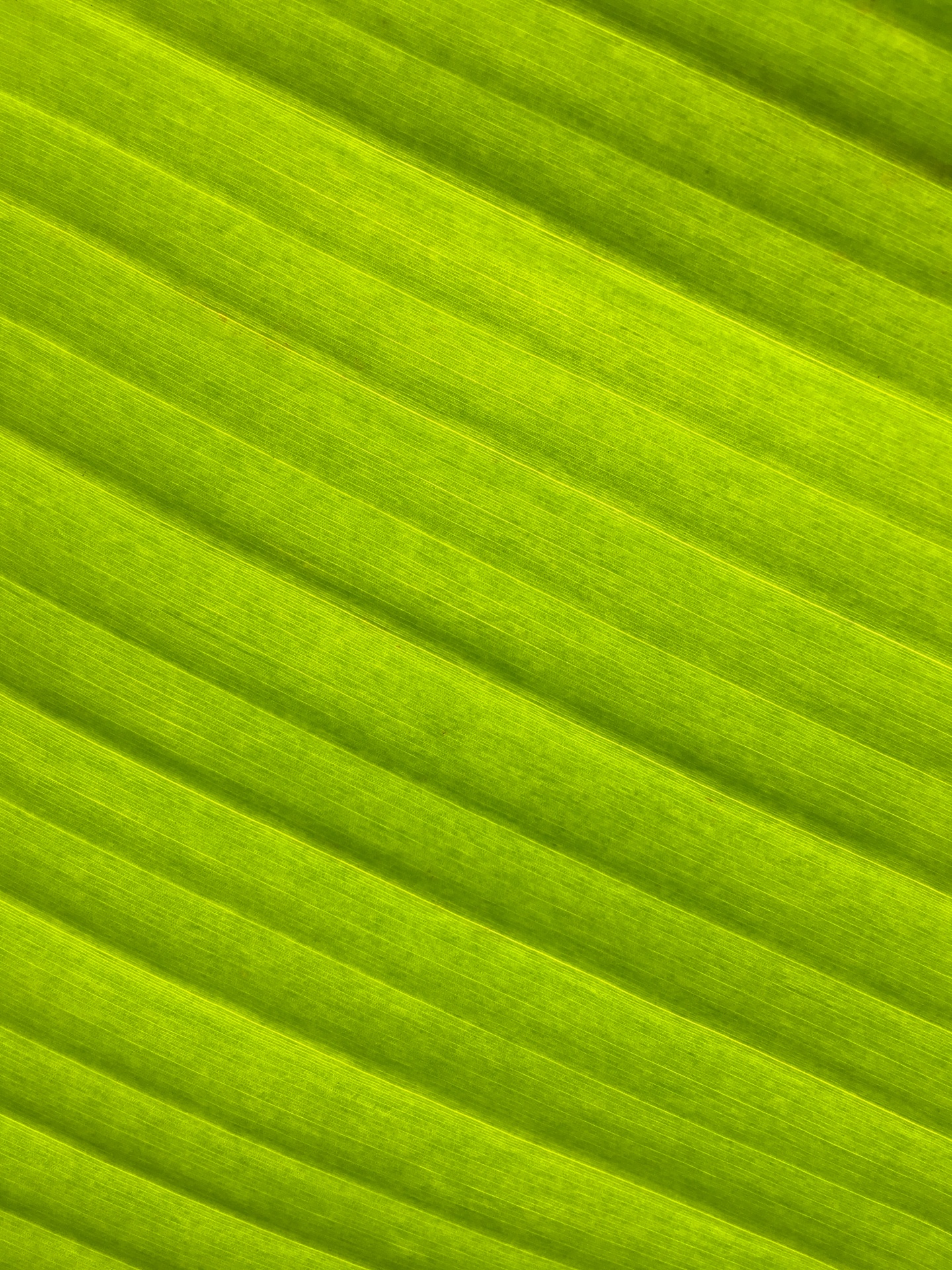 Verde foglia di palma