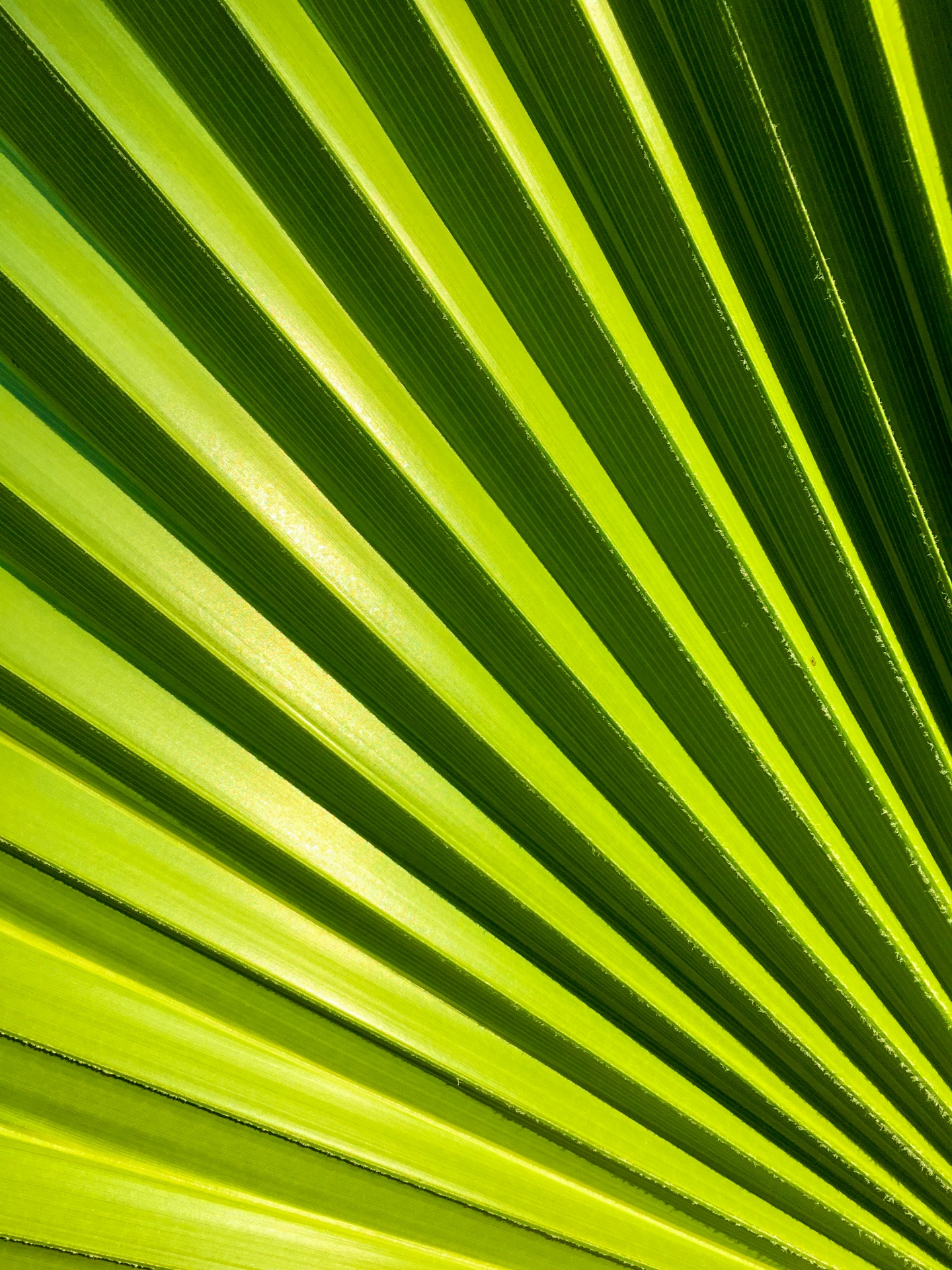 绿色的棕榈叶