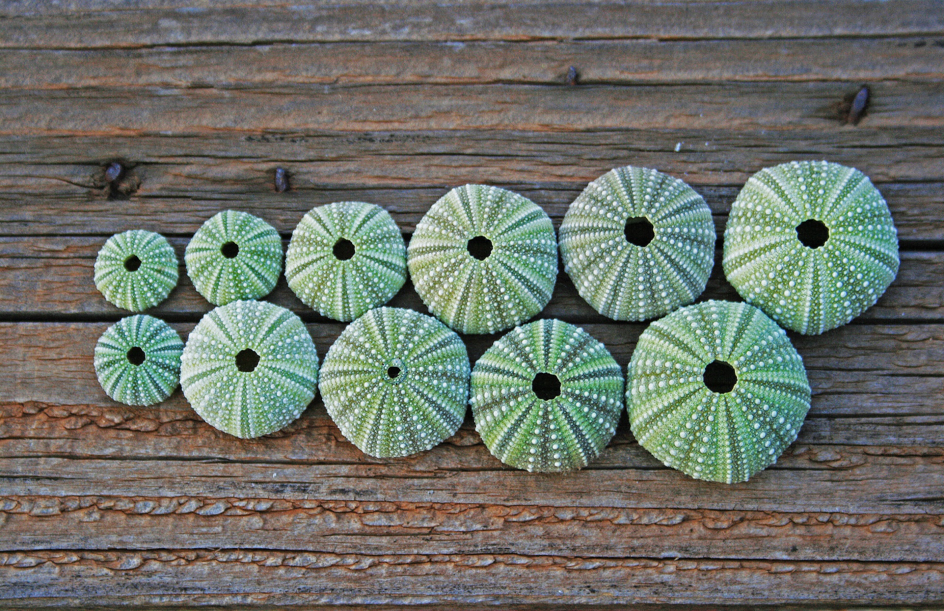 绿色海胆壳