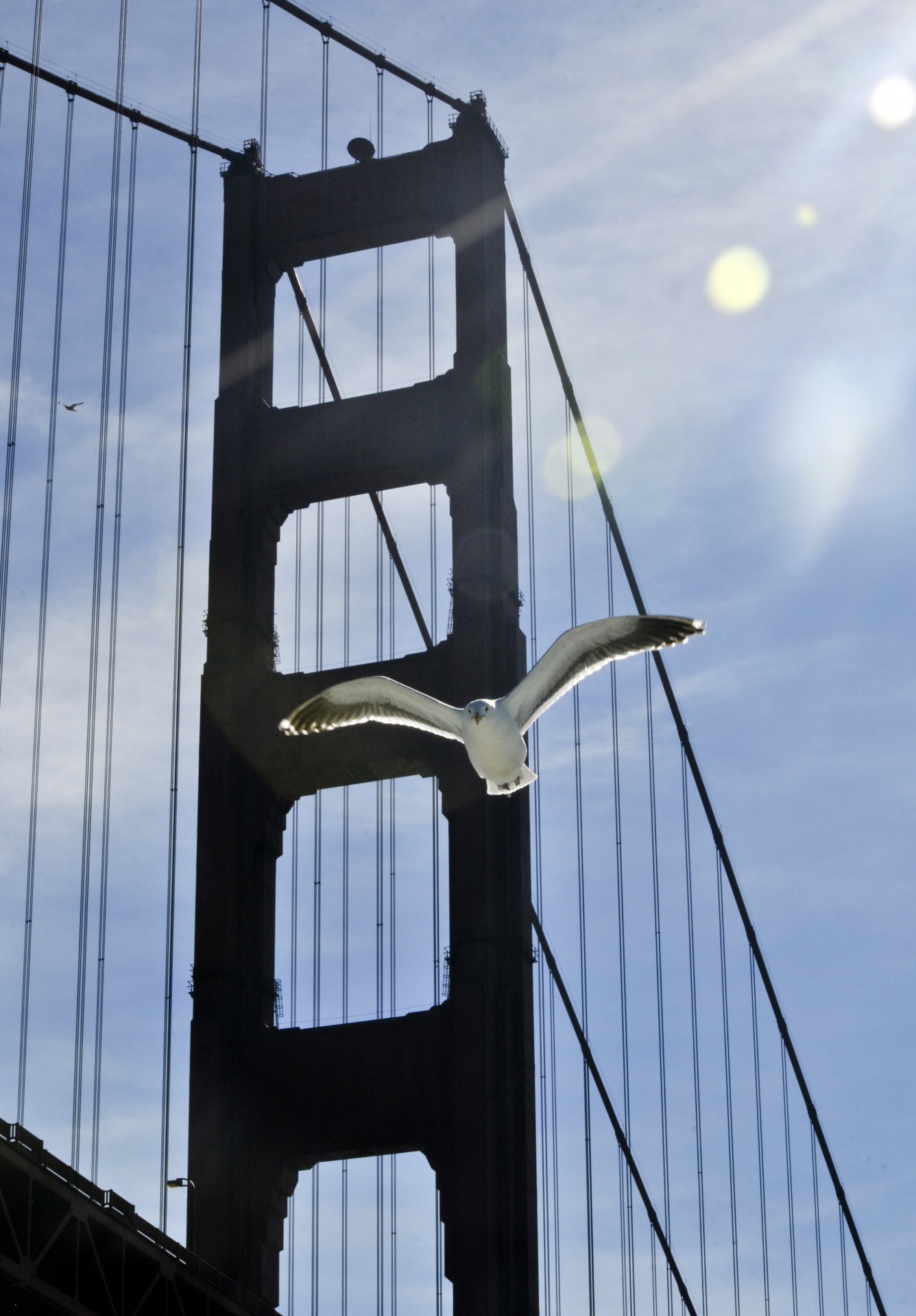 Gull létání a Golden Gate Bridge
