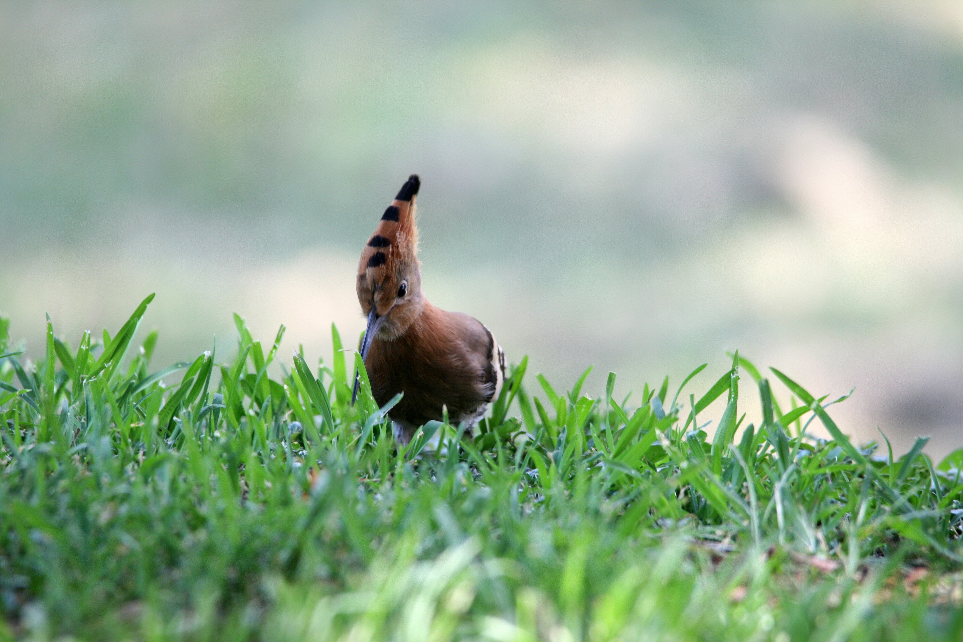 Pássaro poupa no gramado