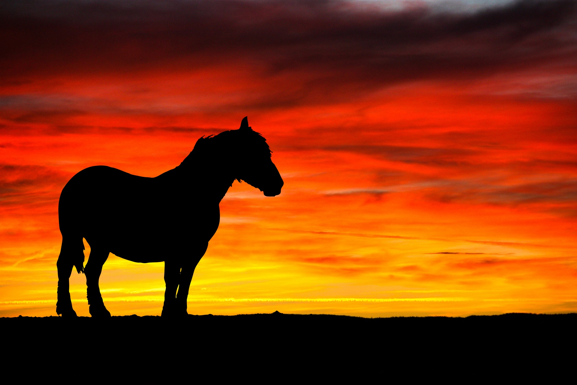 Koń i Sunset Silhouette