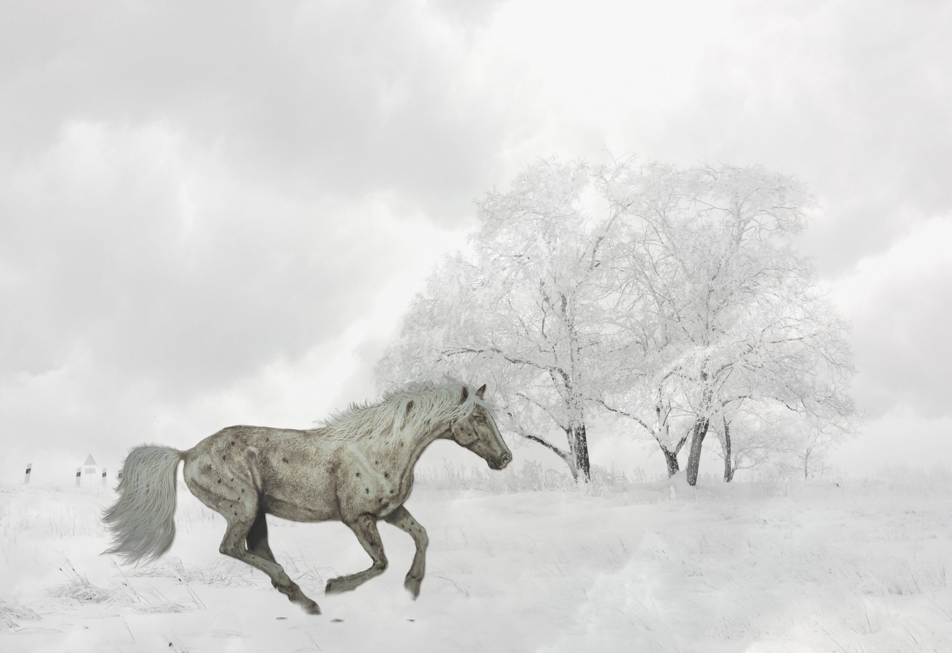Cavallo al galoppo nella neve